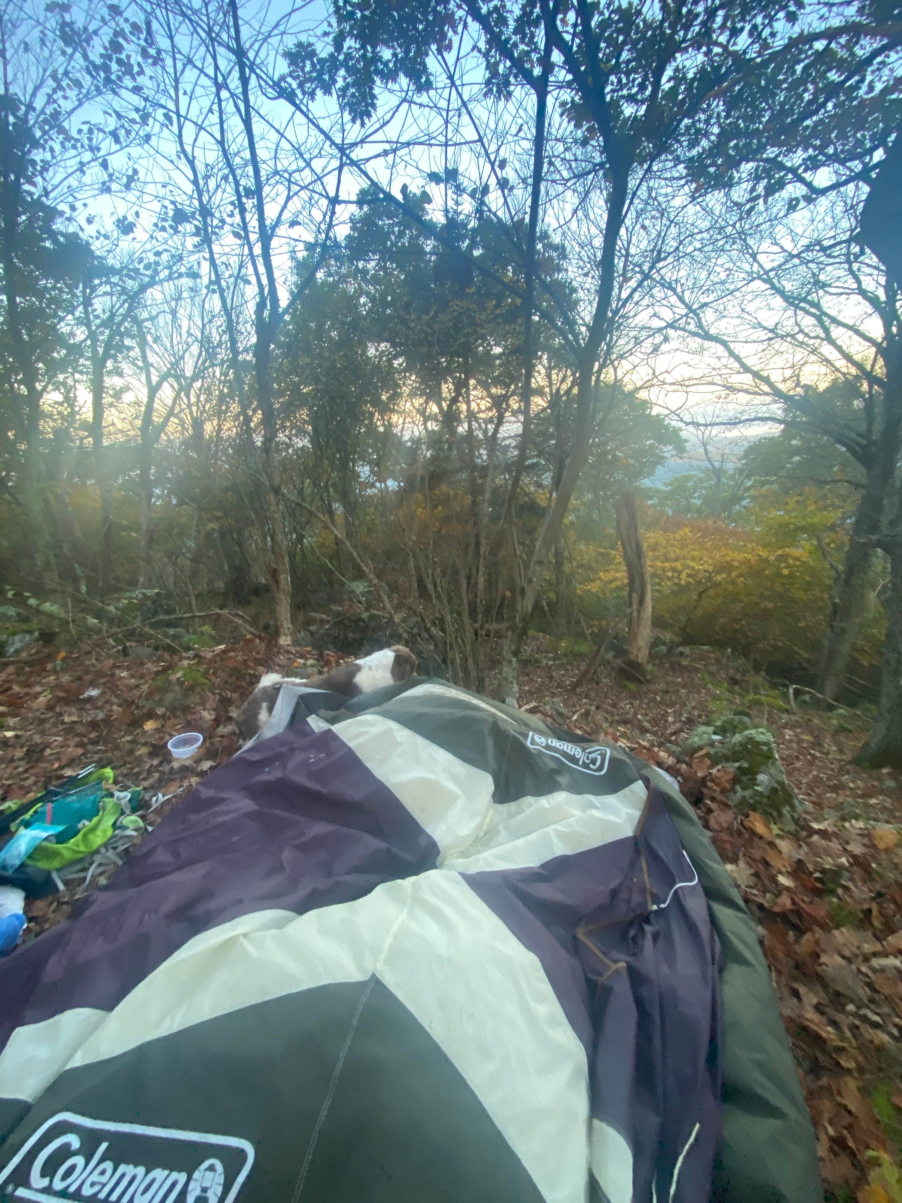 Nora S.'s photo of tent camping at Hazeltop Summit Dispersed Camping near Culpeper, VA