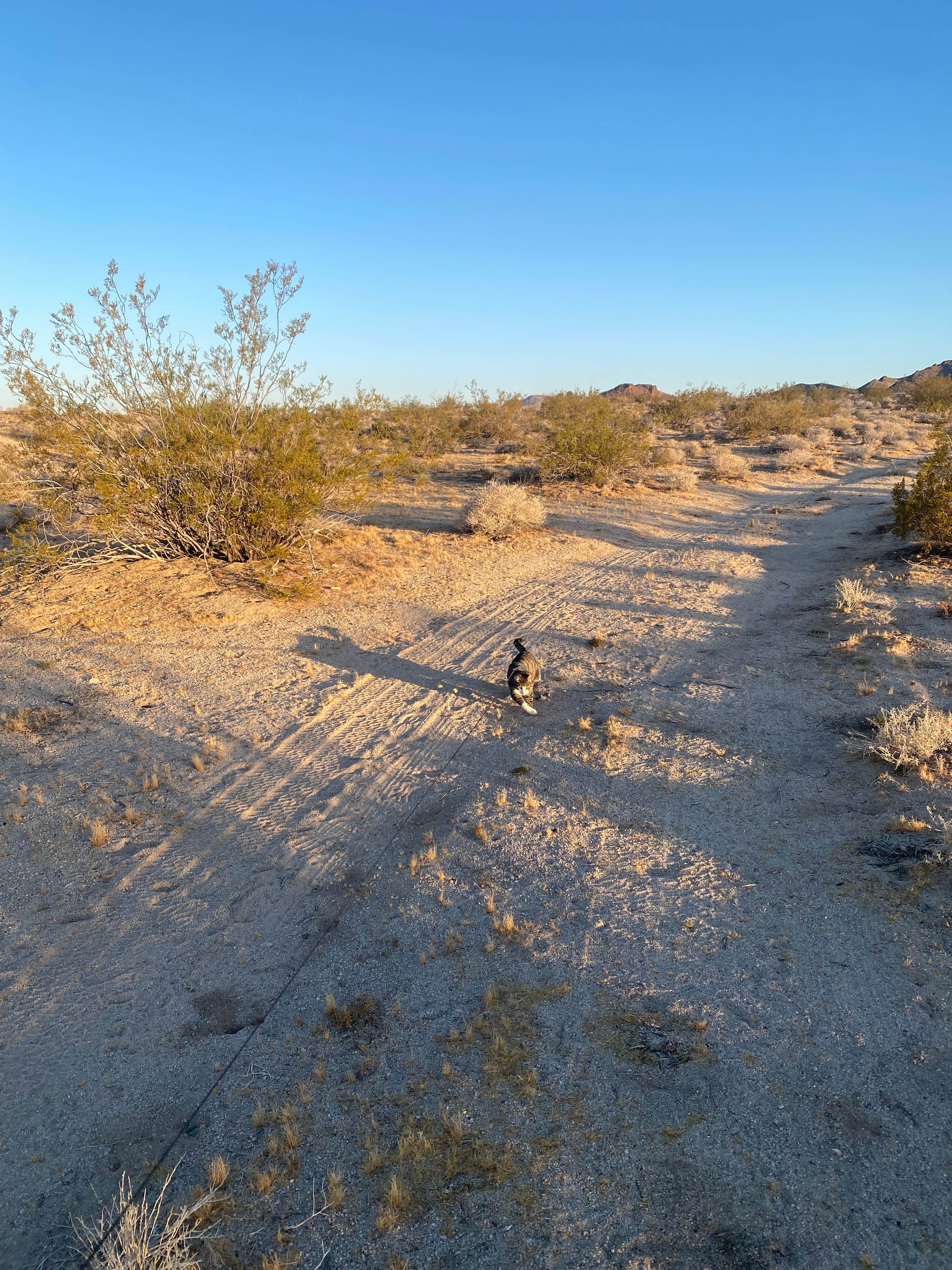 Jules D.'s photo of camping with pets at Heart of the Mojave on Kelbaker Road near Cima, CA