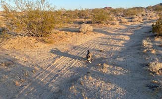 Jules D.'s photo of camping with pets at Heart of the Mojave on Kelbaker Road near Cima, CA