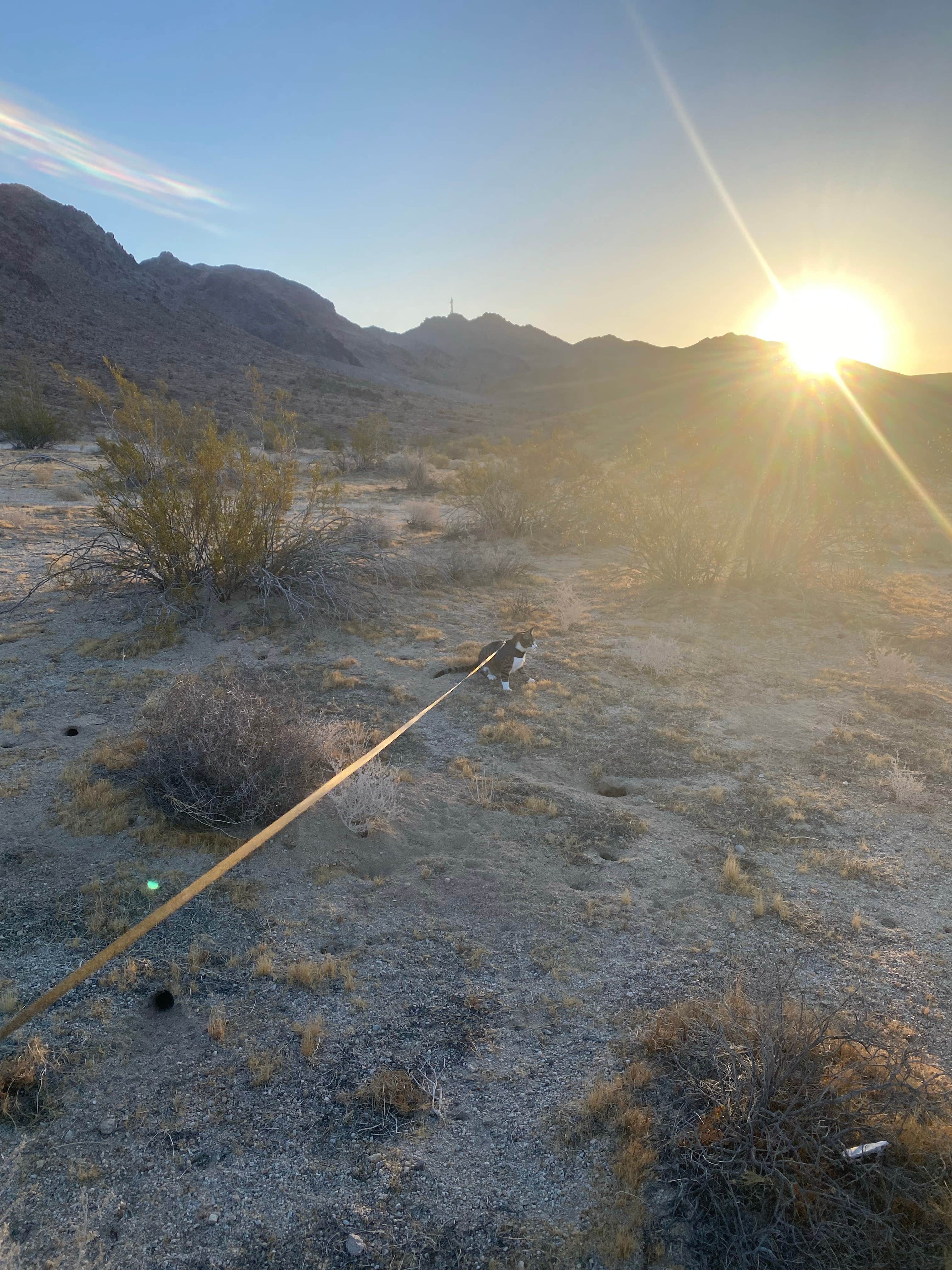 Jules D.'s photo of camping with pets at Heart of the Mojave on Kelbaker Road near Baker, CA