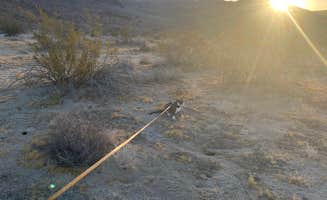 Jules D.'s photo of camping with pets at Heart of the Mojave on Kelbaker Road near Cima, CA