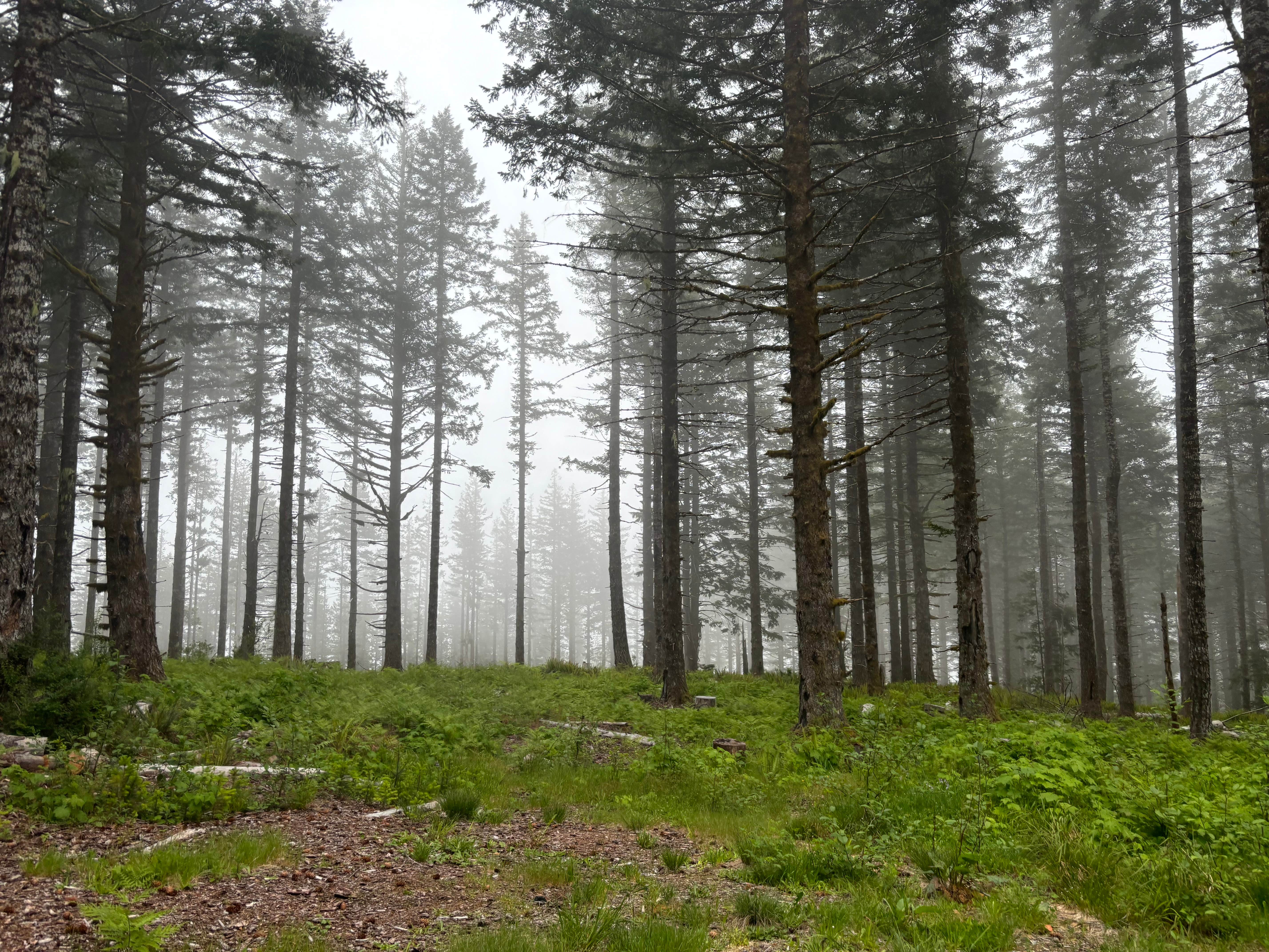 Camping near Mt Hebo Lake Dispersed Campsite: Hebo Road, Beaver, Oregon