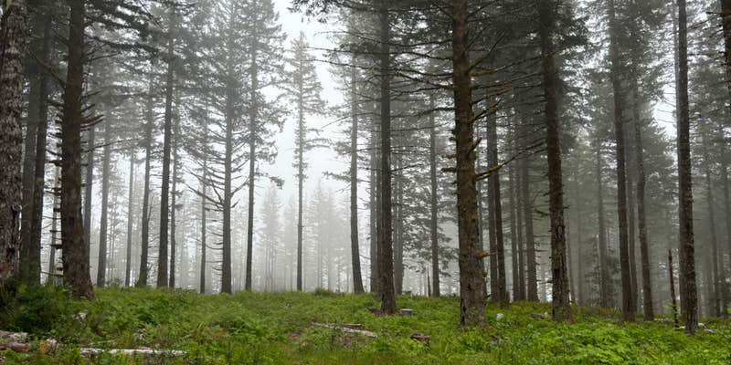 Camper submitted image from Hebo Road