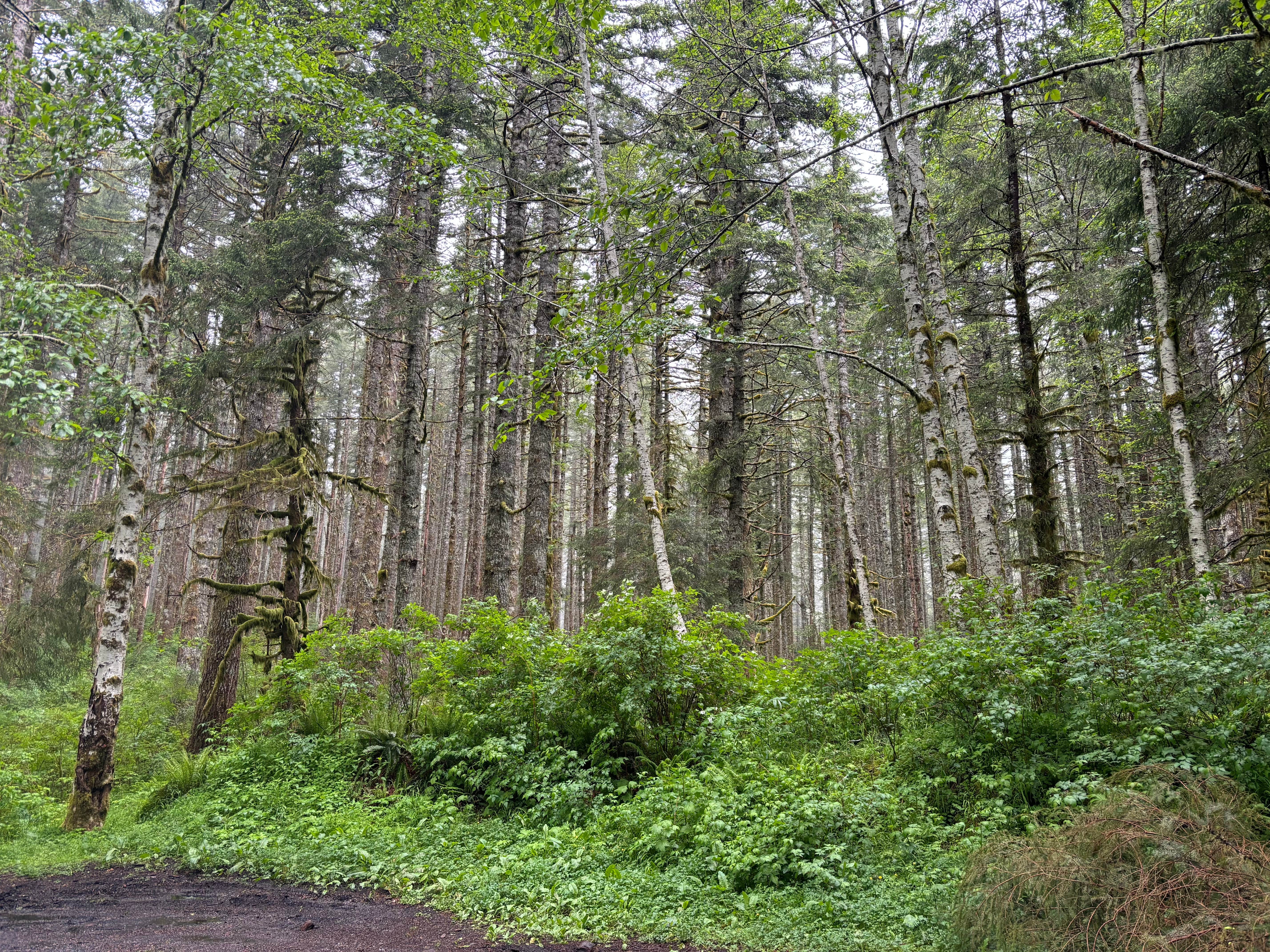 Camper-submitted photo at Hebo Road near Beaver, OR