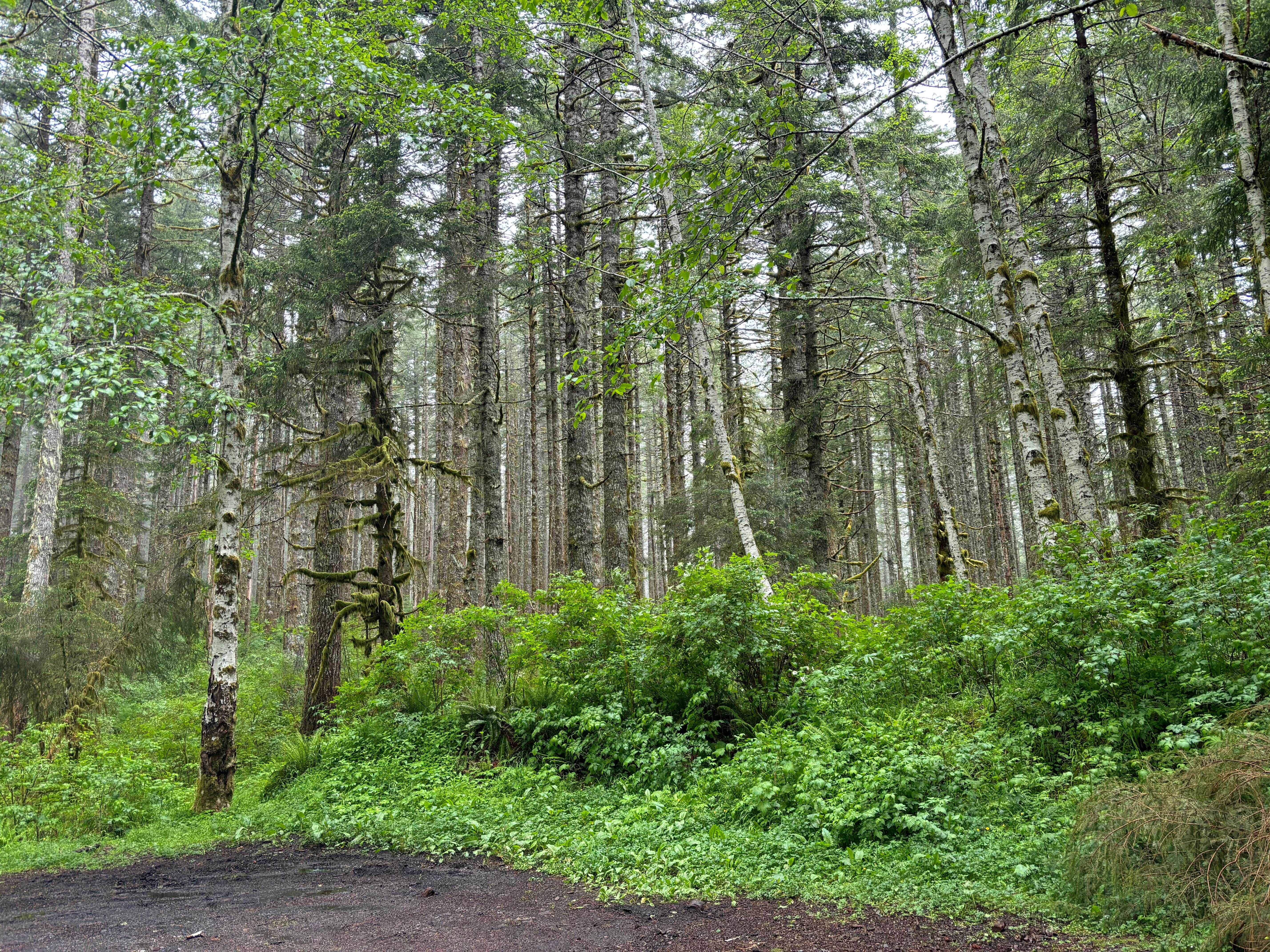 Camper-submitted photo at Hebo Road near Beaver, OR