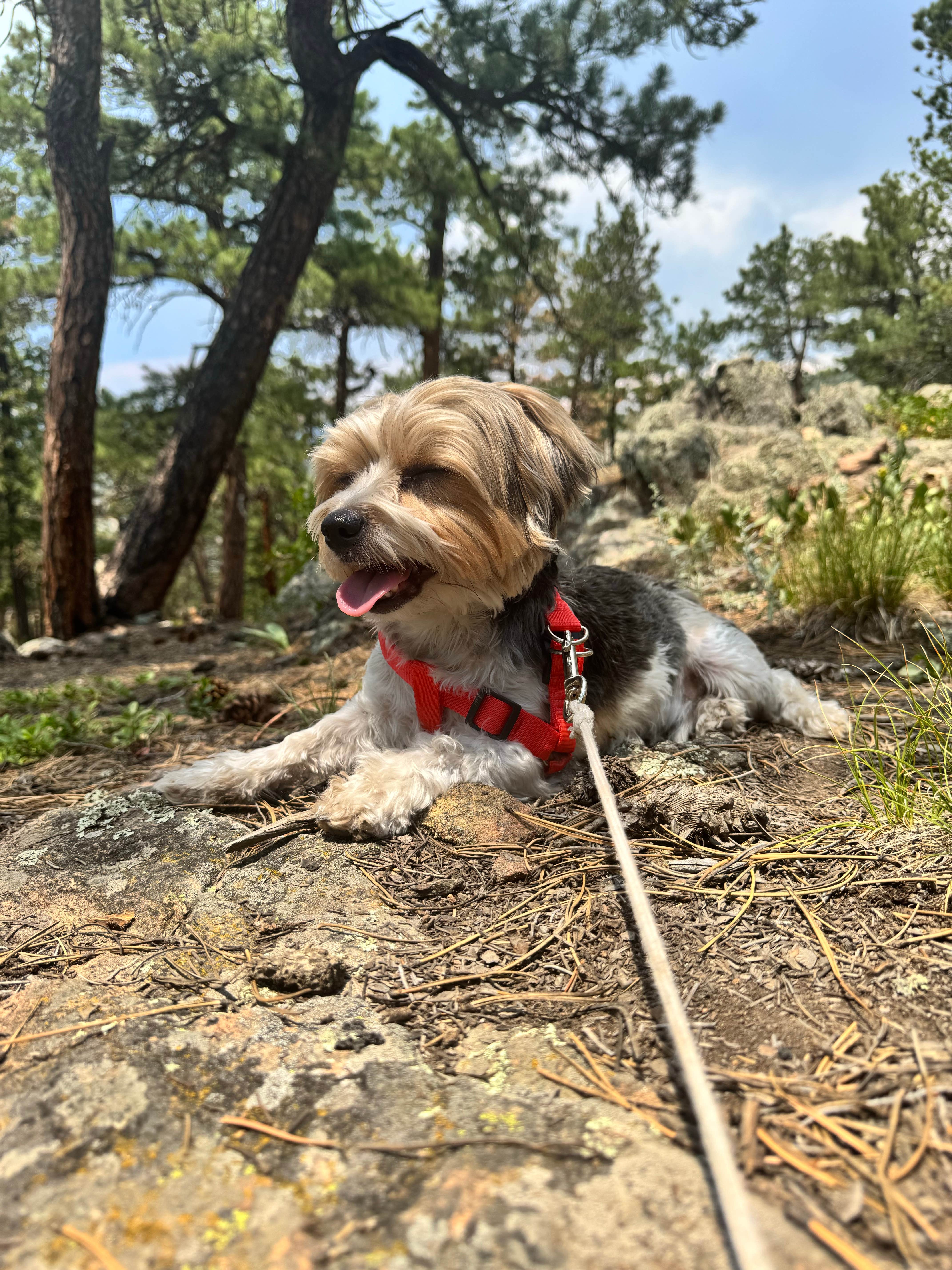 JUSTIN H.'s photo of camping with pets at Hell Canyon Dispersed near Loveland, CO