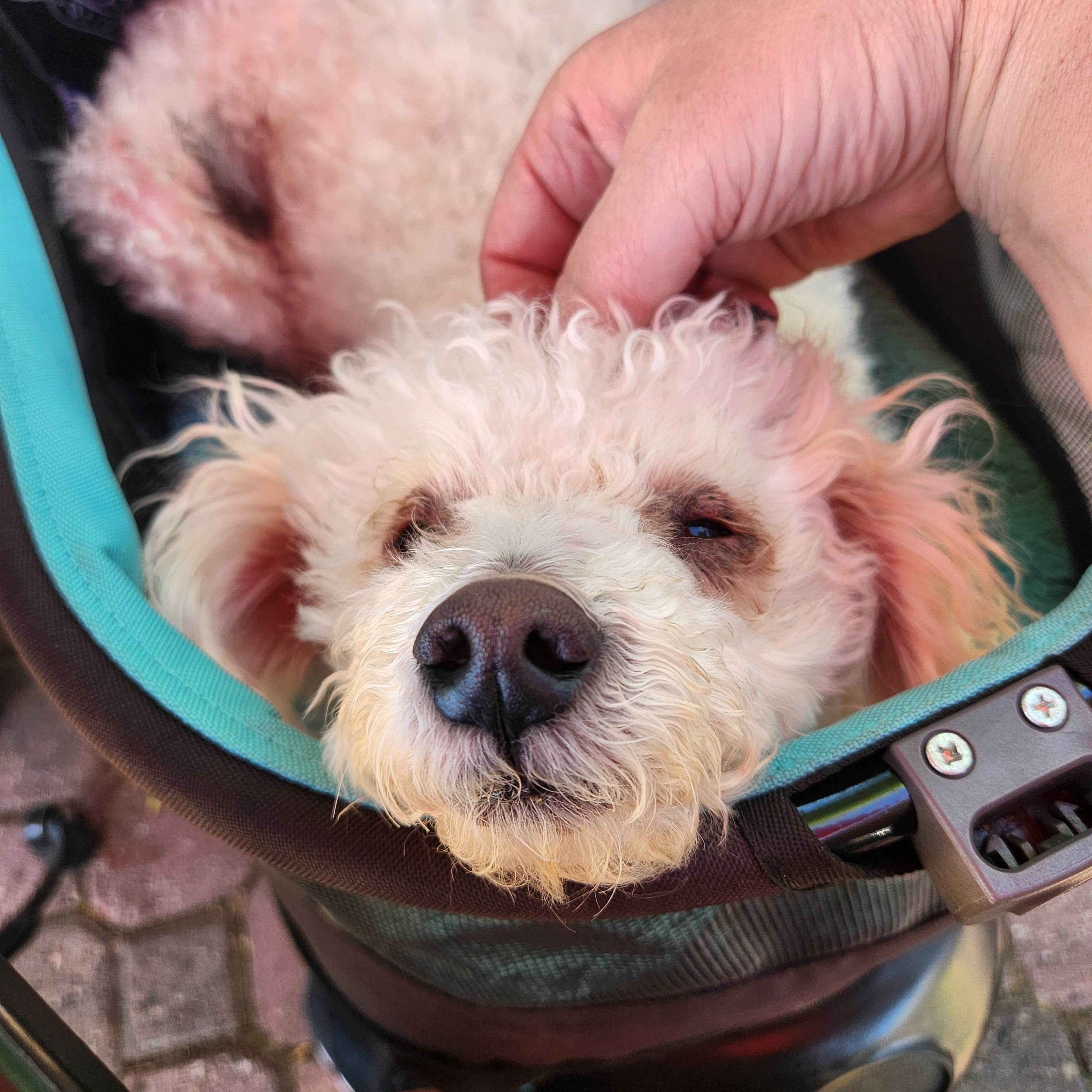 GoldDust D.'s photo of camping with pets at Hells Canyon Recreation Area Copperfield Campground near New Meadows, ID