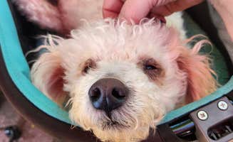 GoldDust D.'s photo of camping with pets at Hells Canyon Recreation Area Copperfield Campground near New Meadows, ID