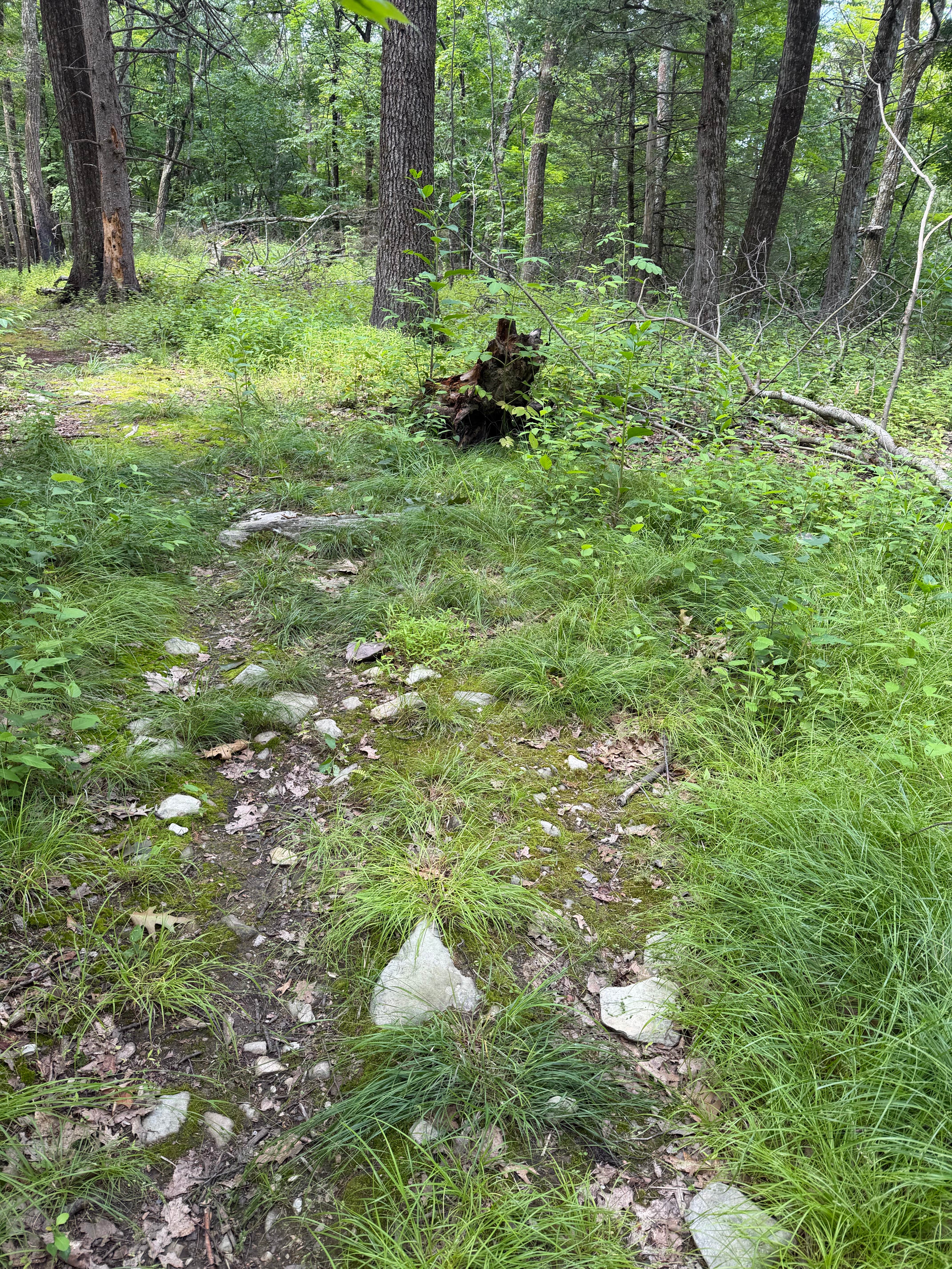 Camper-submitted photo at Hemlock Ridge MUA Dispersed near Cold Spring, NY