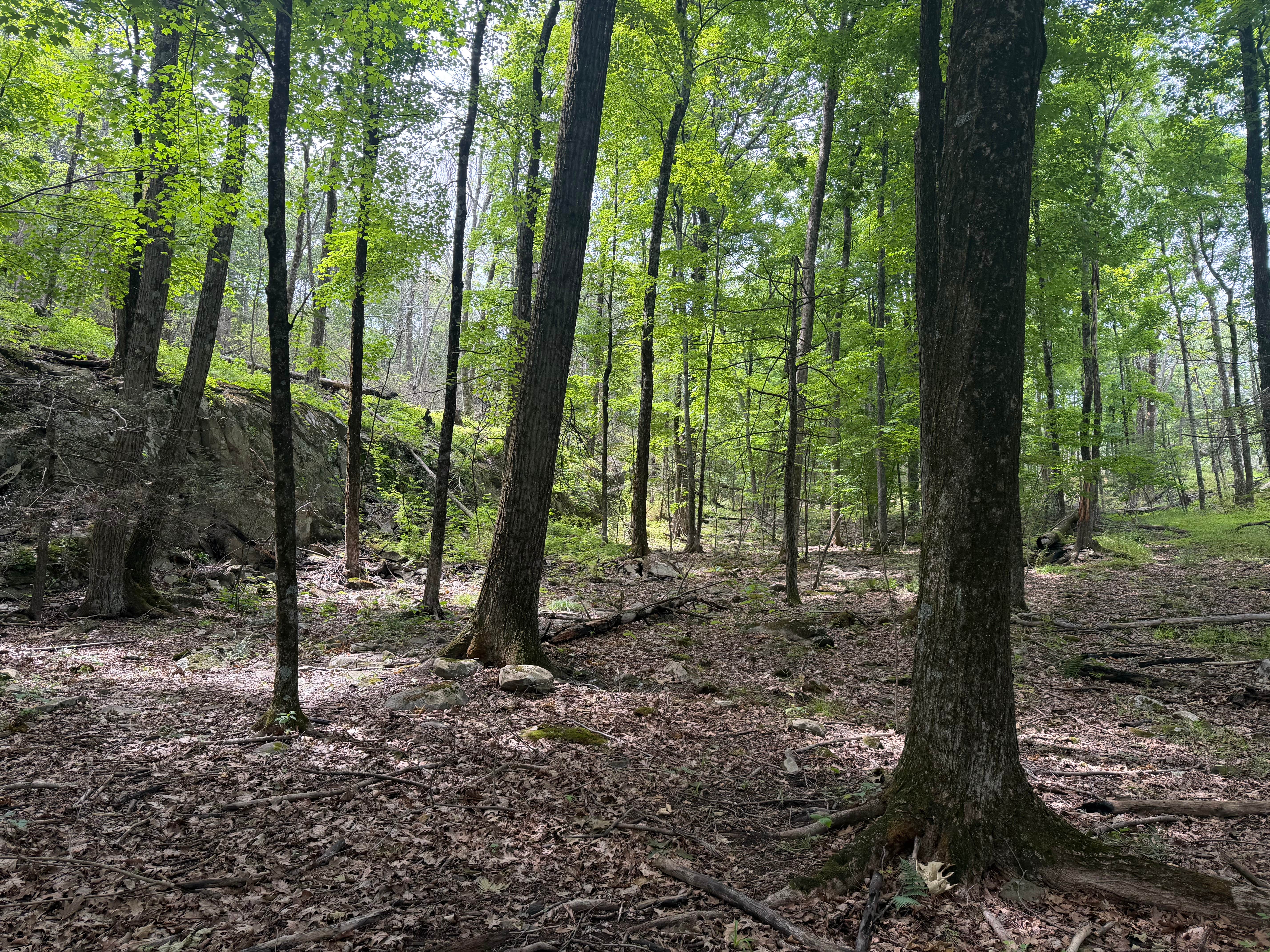 Camper-submitted photo at Hemlock Ridge MUA Dispersed near Cold Spring, NY