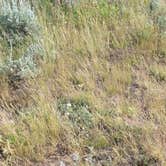 Review photo of Henry Flats Dispersed Spot by Steve M., June 30, 2024