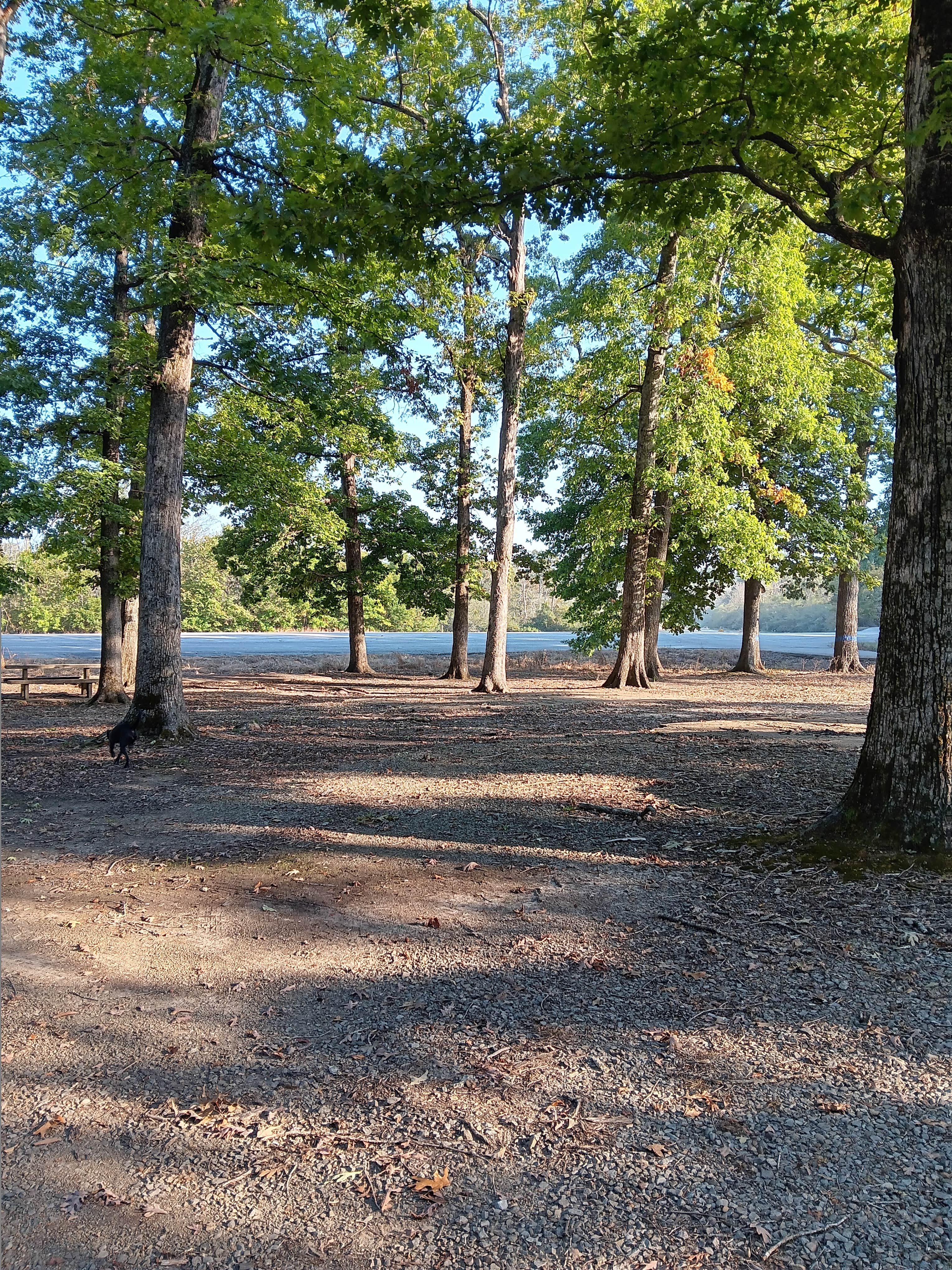 Camper-submitted photo at Henry Gray Hurricane Lake Wildlife Management Area near Cabot, AR