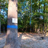 Review photo of Henry Gray Hurricane Lake Wildlife Management Area by Alice S., October 11, 2024