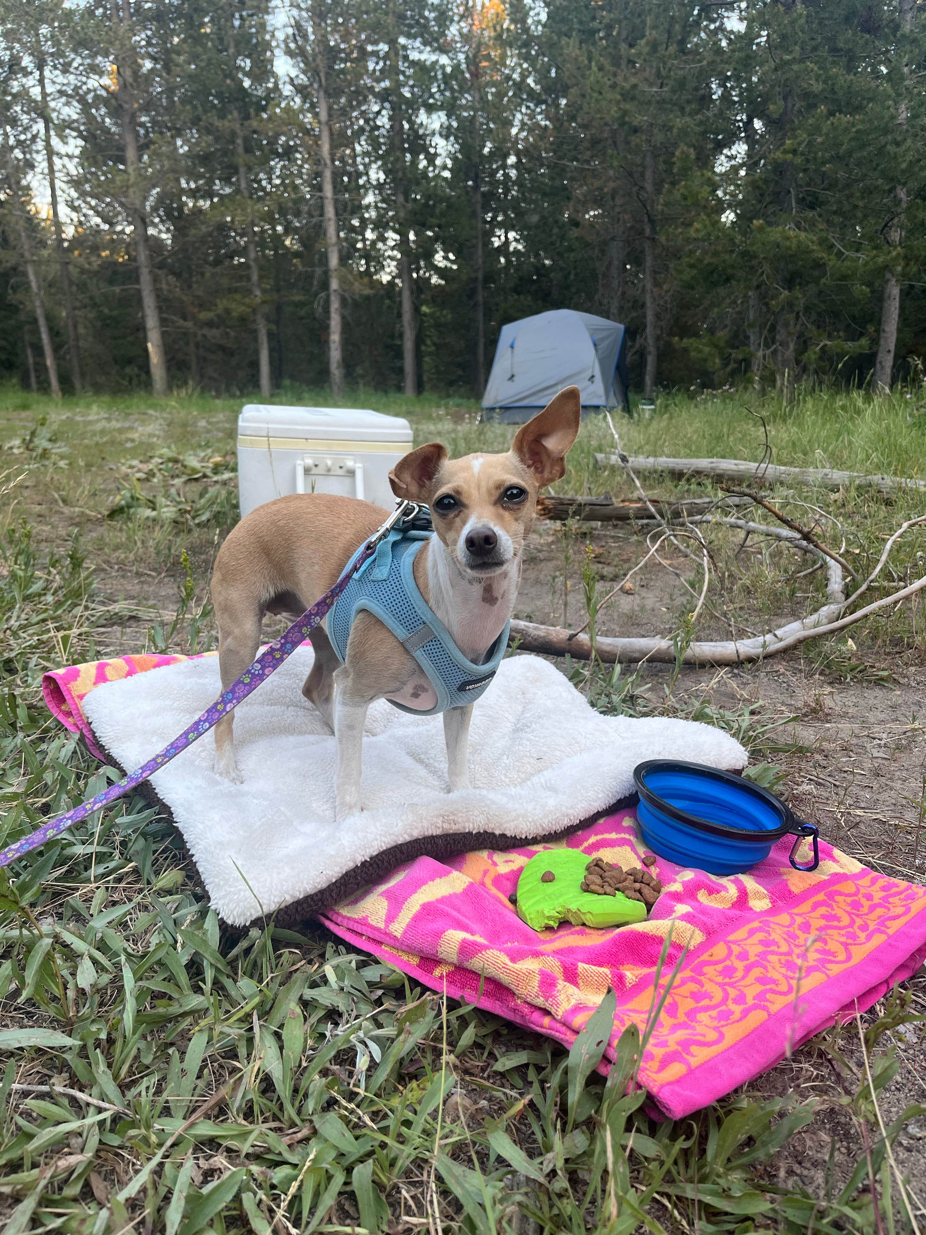 Camper-submitted photo at Henry's Fork Rivercamp near Dubois, ID