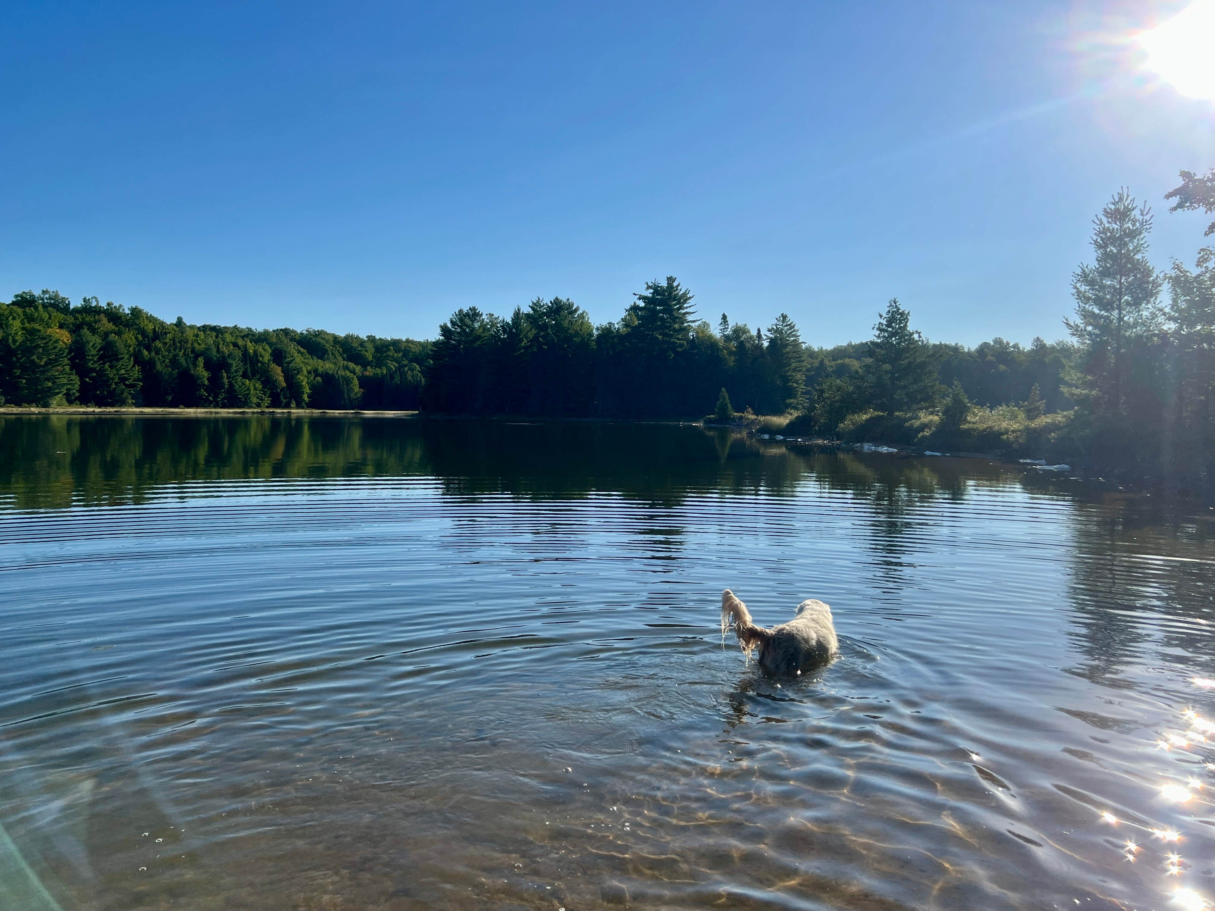 Colleen P.'s photo of a dispersed camping area at Herman Lake Dispersed near Manistique, MI