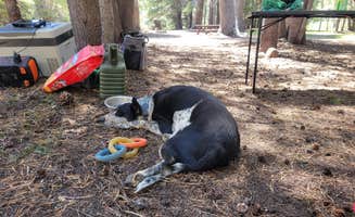 goose10091203's photo at Hermit Valley Campground near Bear Valley, CA