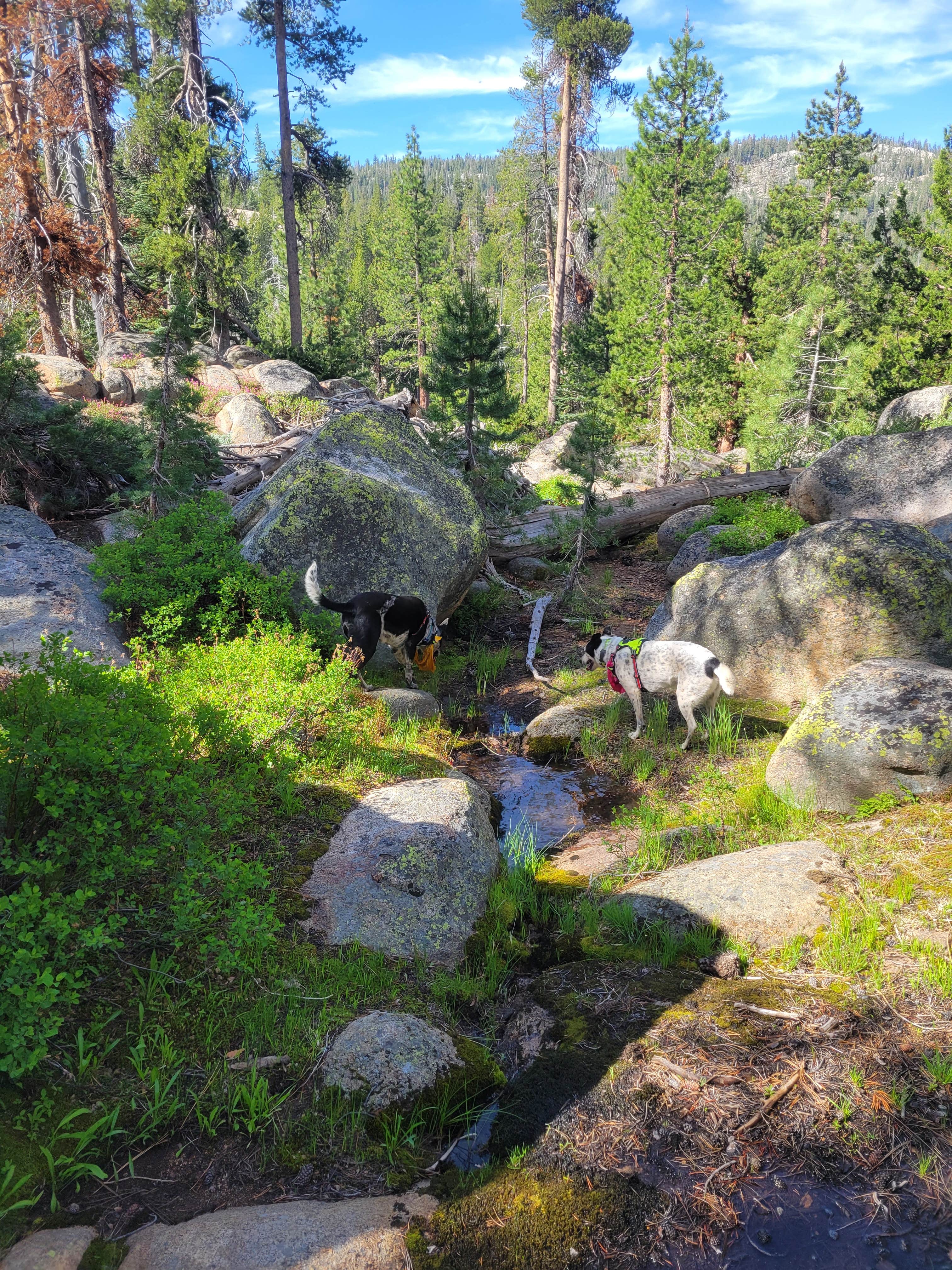 Camper submitted image from Hermit Valley Campground - 4