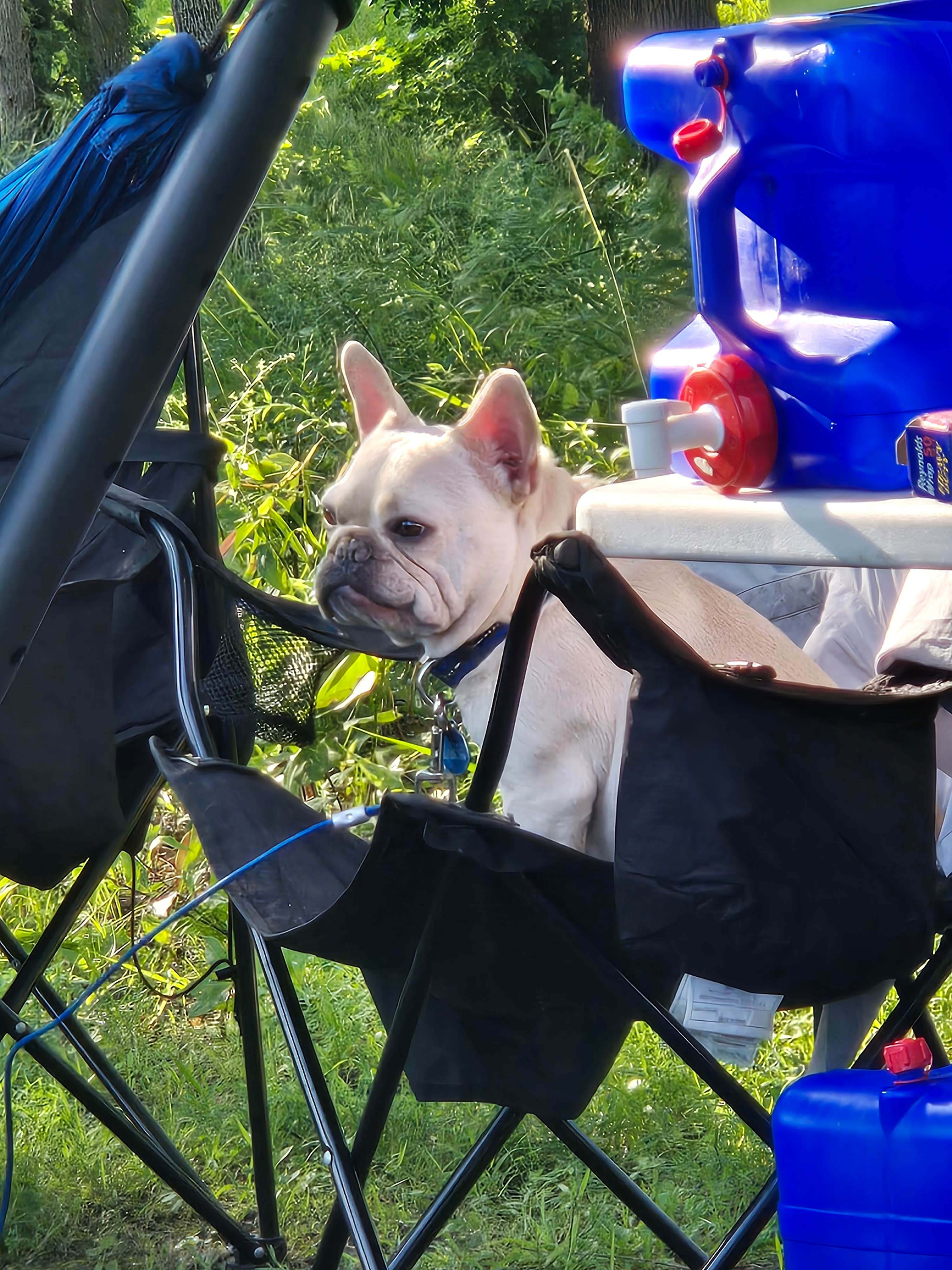 MCB's photo of camping with pets at Hermitage Area Campground — Pomme de Terre State Park near Stockton, MO