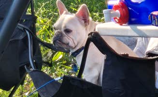 MCB's photo of camping with pets at Hermitage Area Campground — Pomme de Terre State Park near Stockton, MO
