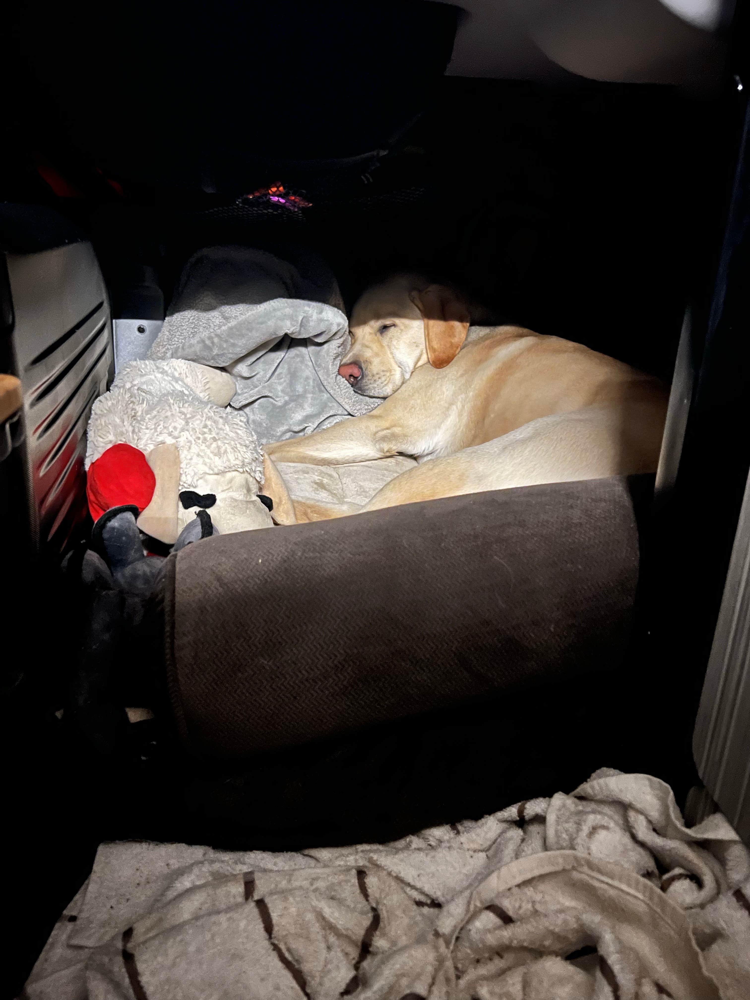 Jennifer N.'s photo of camping with pets at Thousand Trails Hershey near York, PA