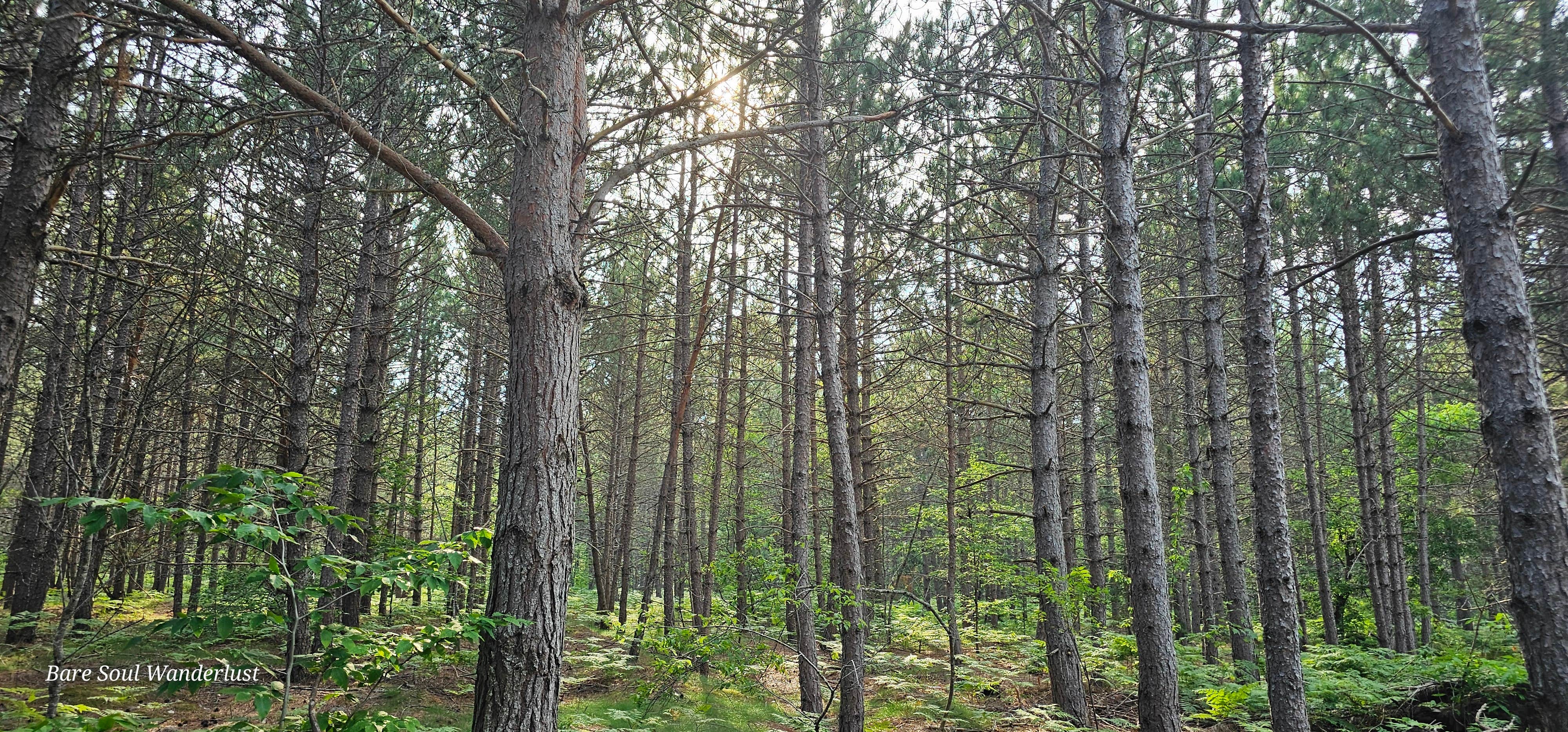 Camper-submitted photo at Hickey Marsh Dispersed Camping near Eben Junction, MI