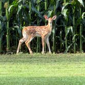 Review photo of Hickory Hollar Campground by Del V., July 8, 2026