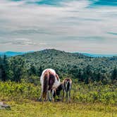 Review photo of Hickory Ridge Campground — Grayson Highlands State Park by Chaz M., April 29, 2024