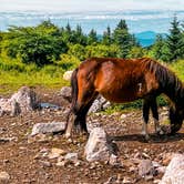 Review photo of Hickory Ridge Campground — Grayson Highlands State Park by Chaz M., April 29, 2024