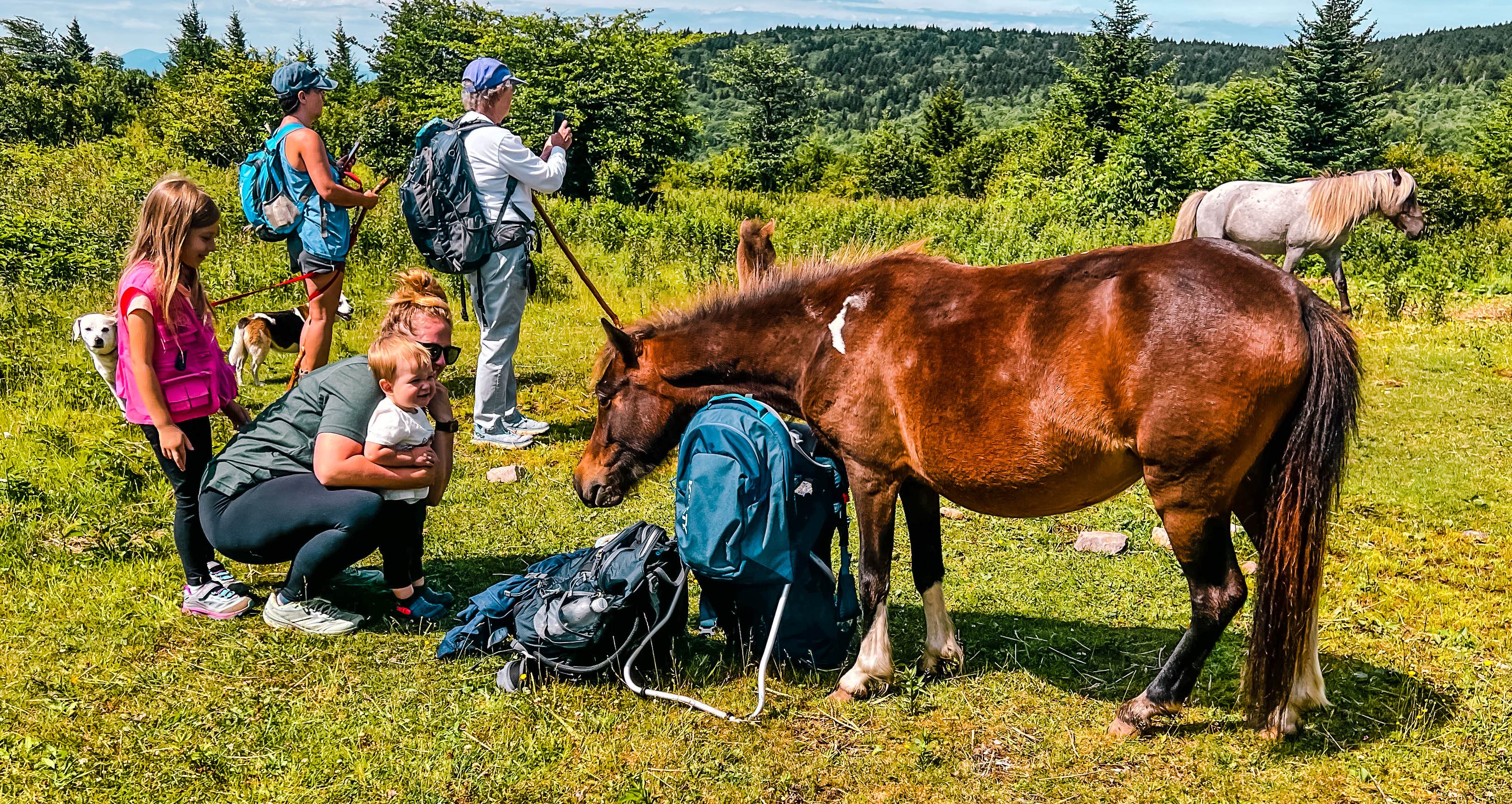 Chaz M.'s photo of camping with pets at Hickory Ridge Campground — Grayson Highlands State Park near Blue Ridge Parkway