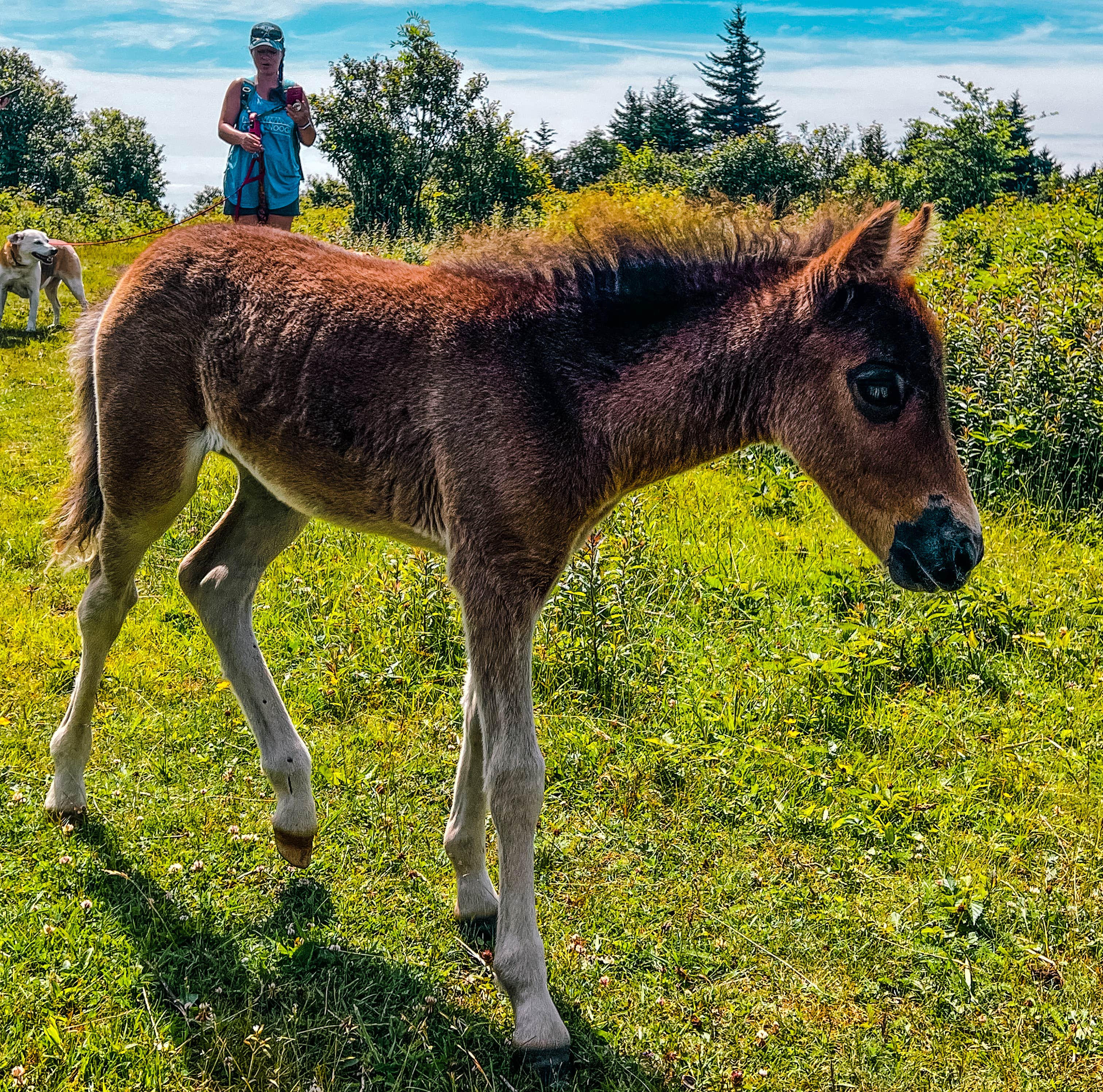 Chaz M.'s photo of camping with pets at Hickory Ridge Campground — Grayson Highlands State Park near Ennice, NC