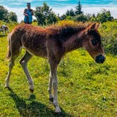 Review photo of Hickory Ridge Campground — Grayson Highlands State Park by Chaz M., April 29, 2024