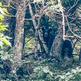 Review photo of Hickory Ridge Campground — Grayson Highlands State Park by Chaz M., April 29, 2024