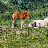 Review photo of Hickory Ridge Campground — Grayson Highlands State Park by Chaz M., April 29, 2024