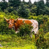 Review photo of Hickory Ridge Campground — Grayson Highlands State Park by Chaz M., April 29, 2024