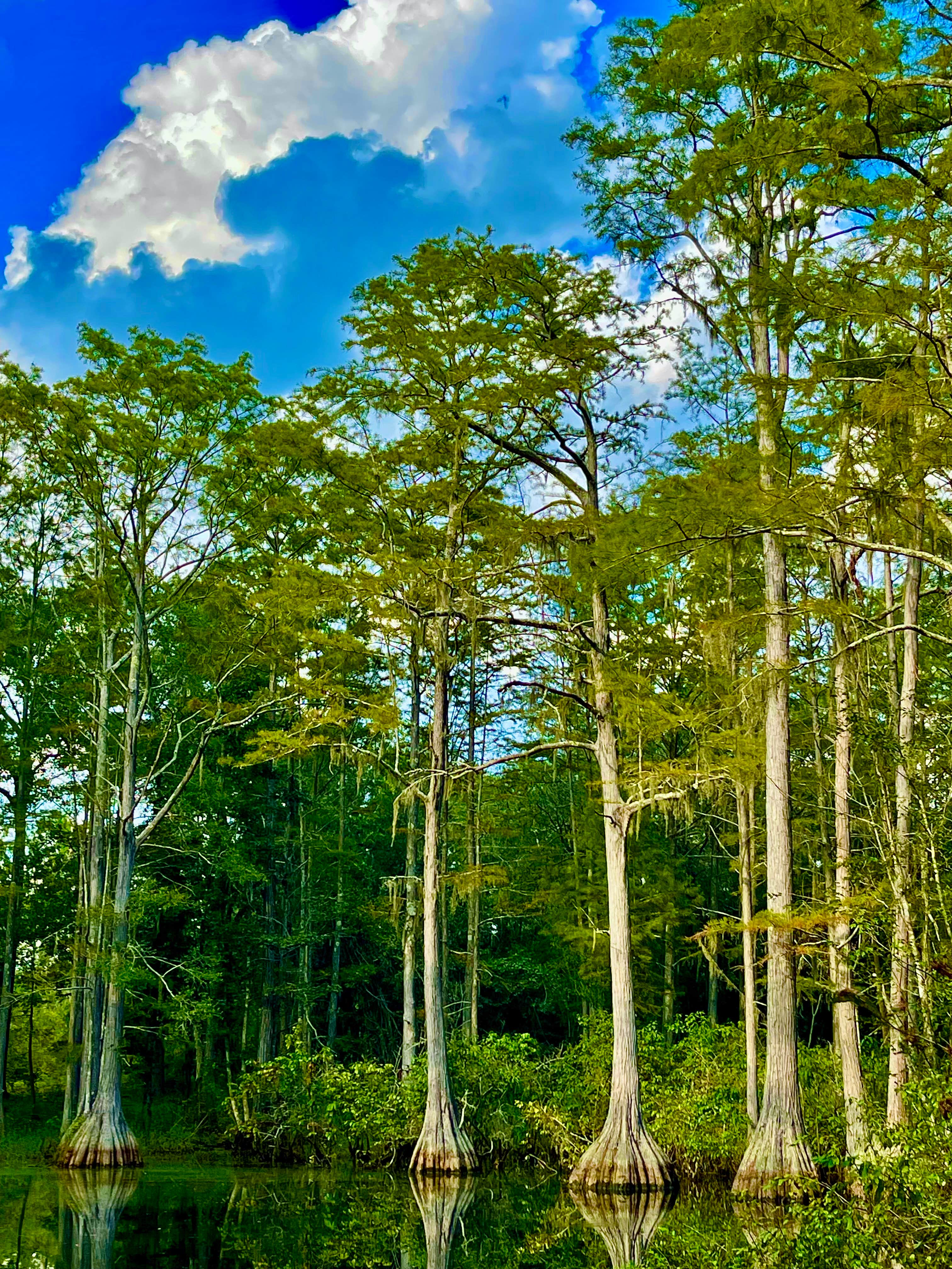 Camper submitted image from Hidden Cypress Farm LLC - 4