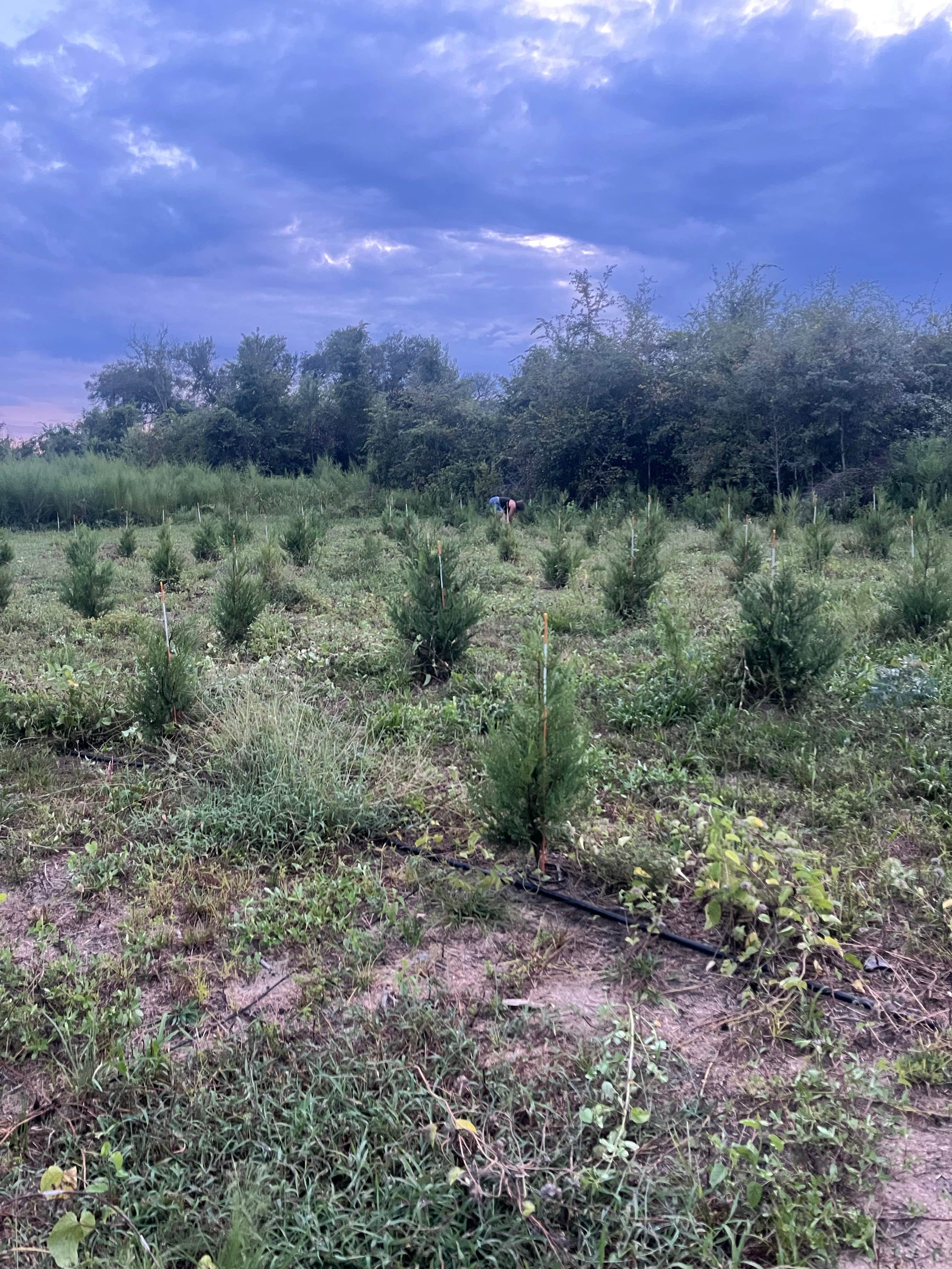 Camper submitted image from Hidden Cypress Farm LLC - 5
