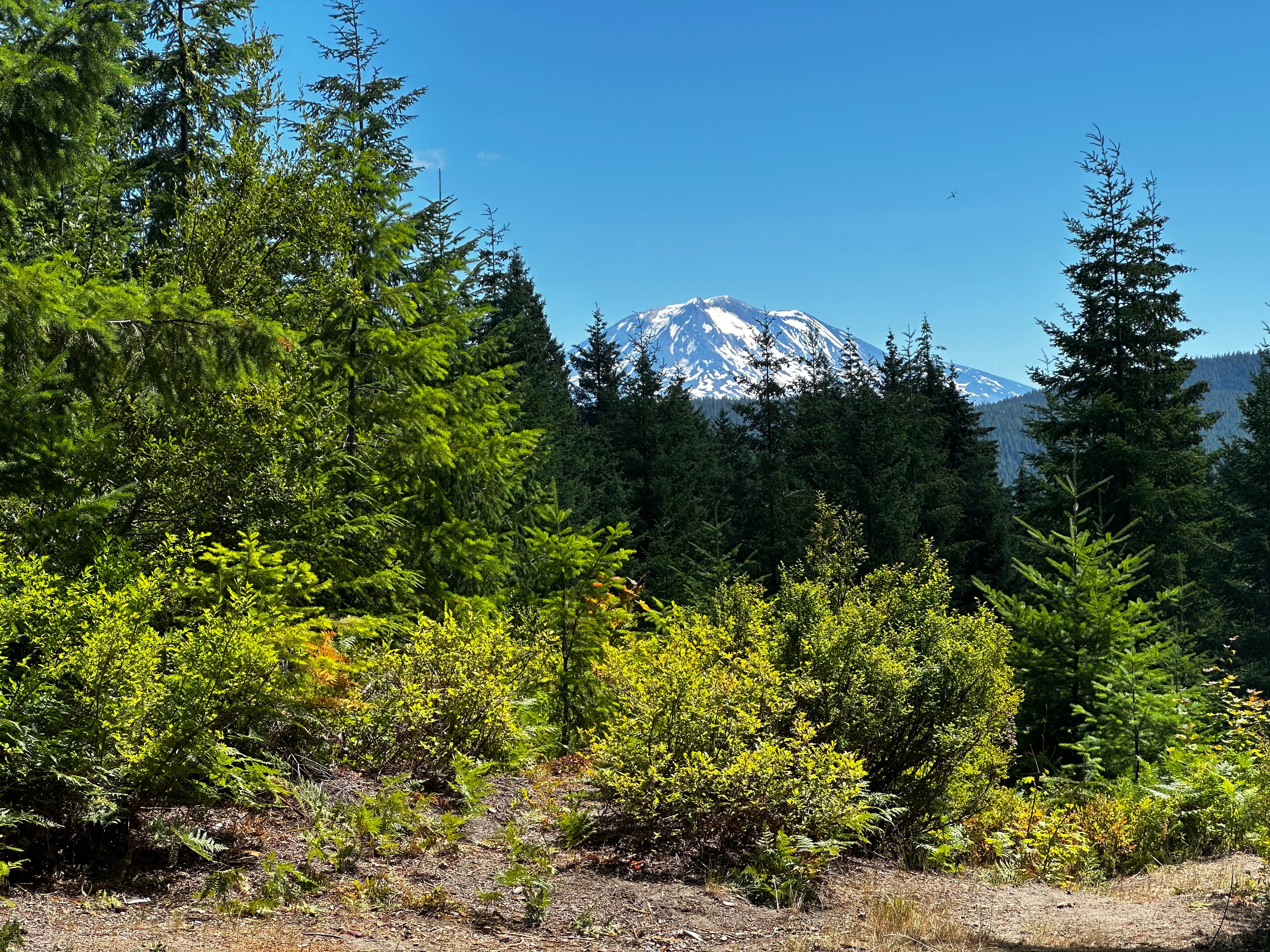 Camping near Mount St. Helens Dispersed Camping: Hidden St Helens Gem, Cougar, Washington