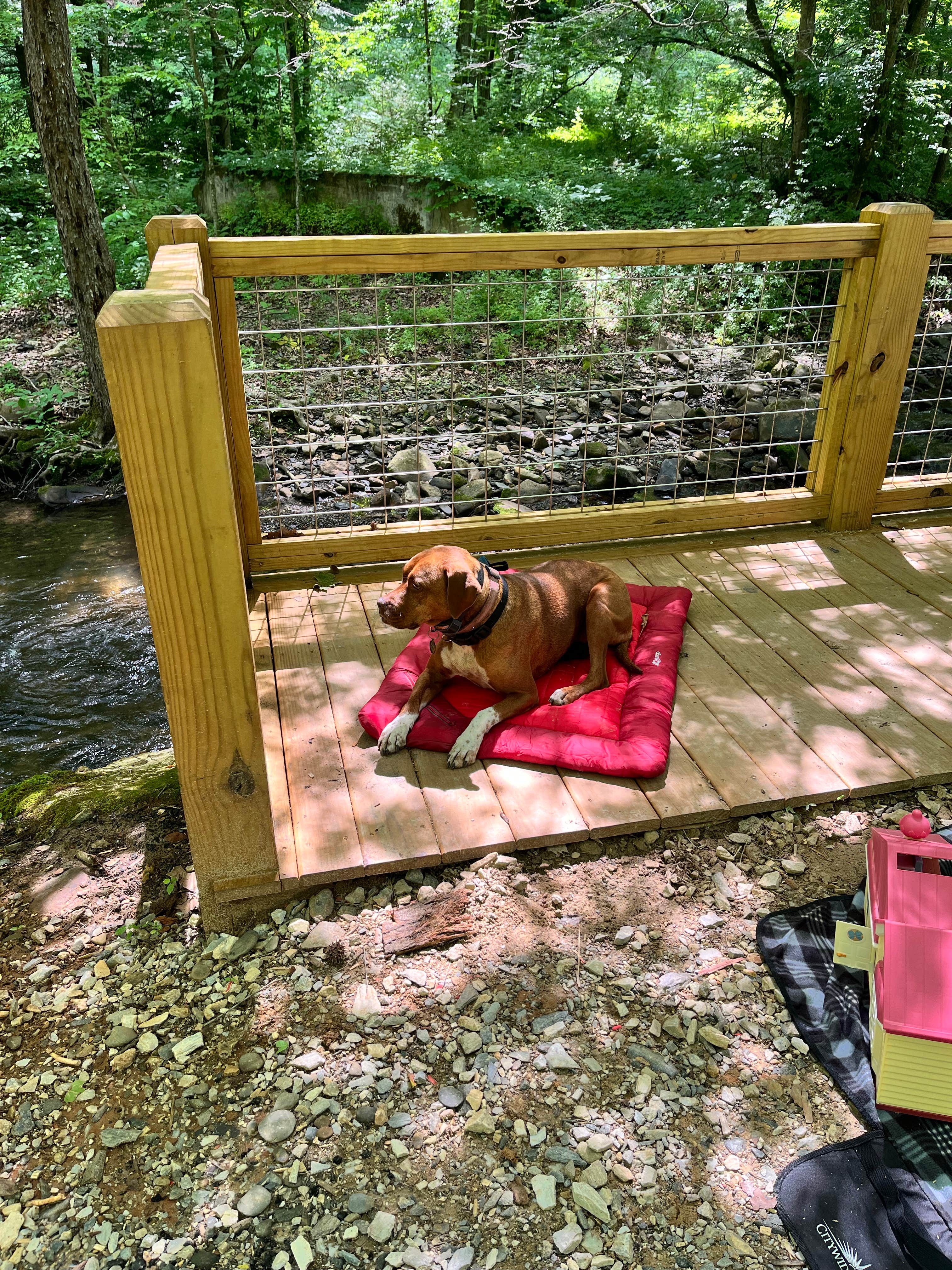 Name's photo of camping with pets at Hidden Waters RV Park & Campground near Robbinsville, NC