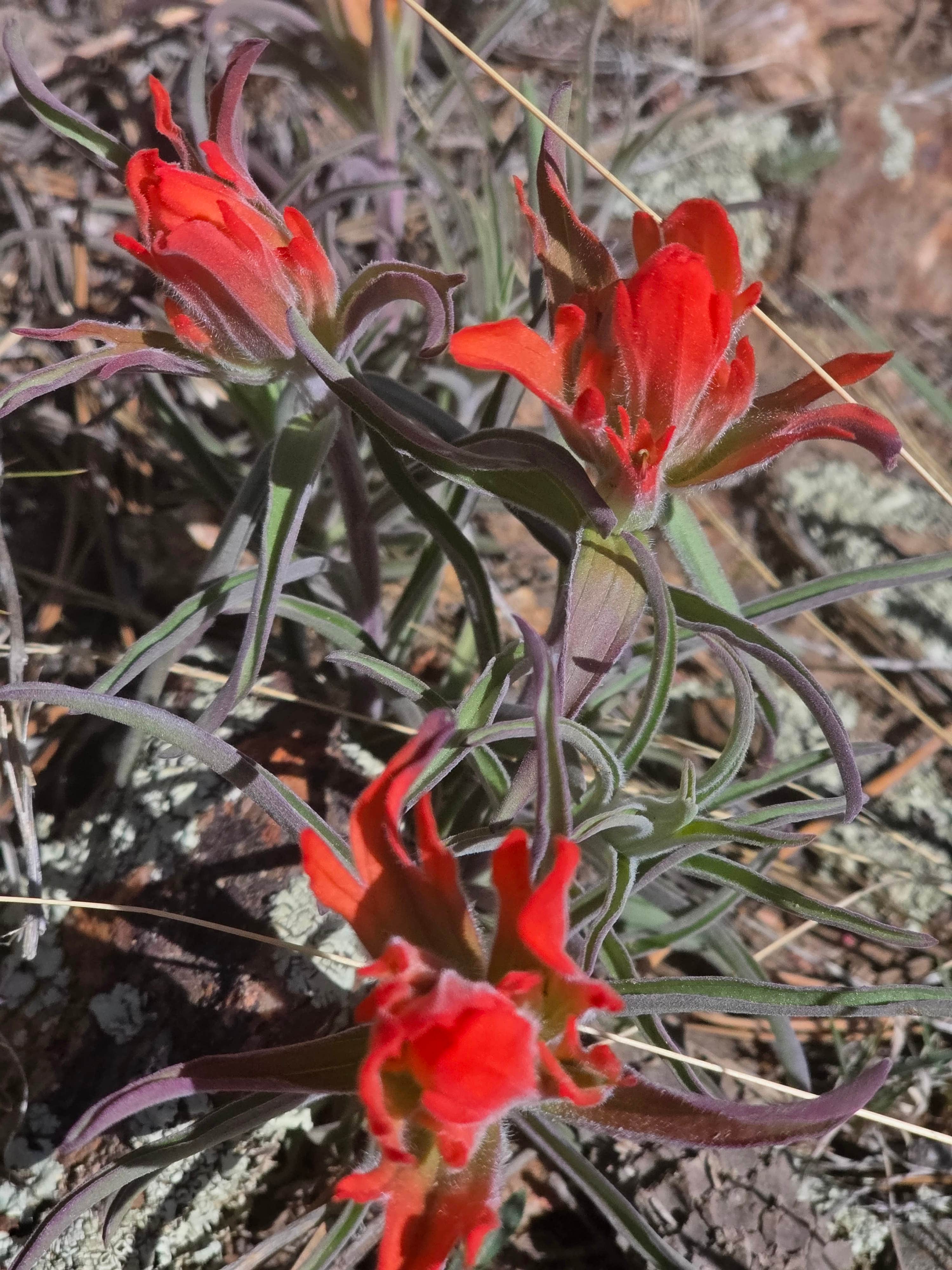 Camper-submitted photo at Hidden Wilderness Roadside Camp #2 near Watkins, CO