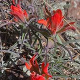 Review photo of Hidden Wilderness Roadside Camp #2 by Charlee R., May 16, 2025