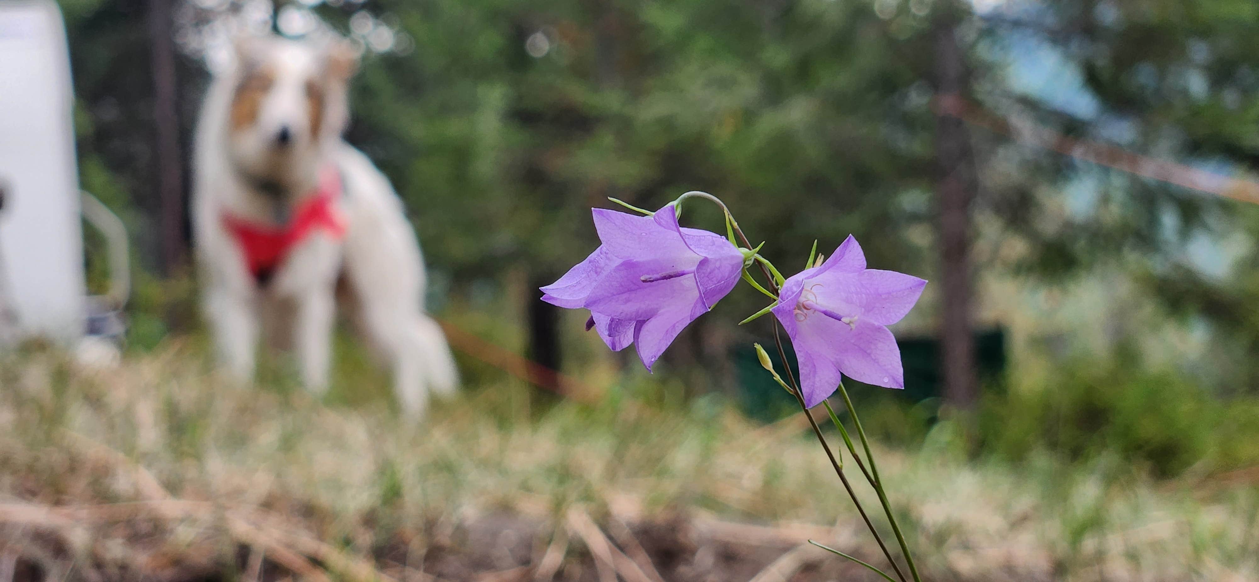 Camper-submitted photo at Highland Glenn Ranch near Colville National Forest