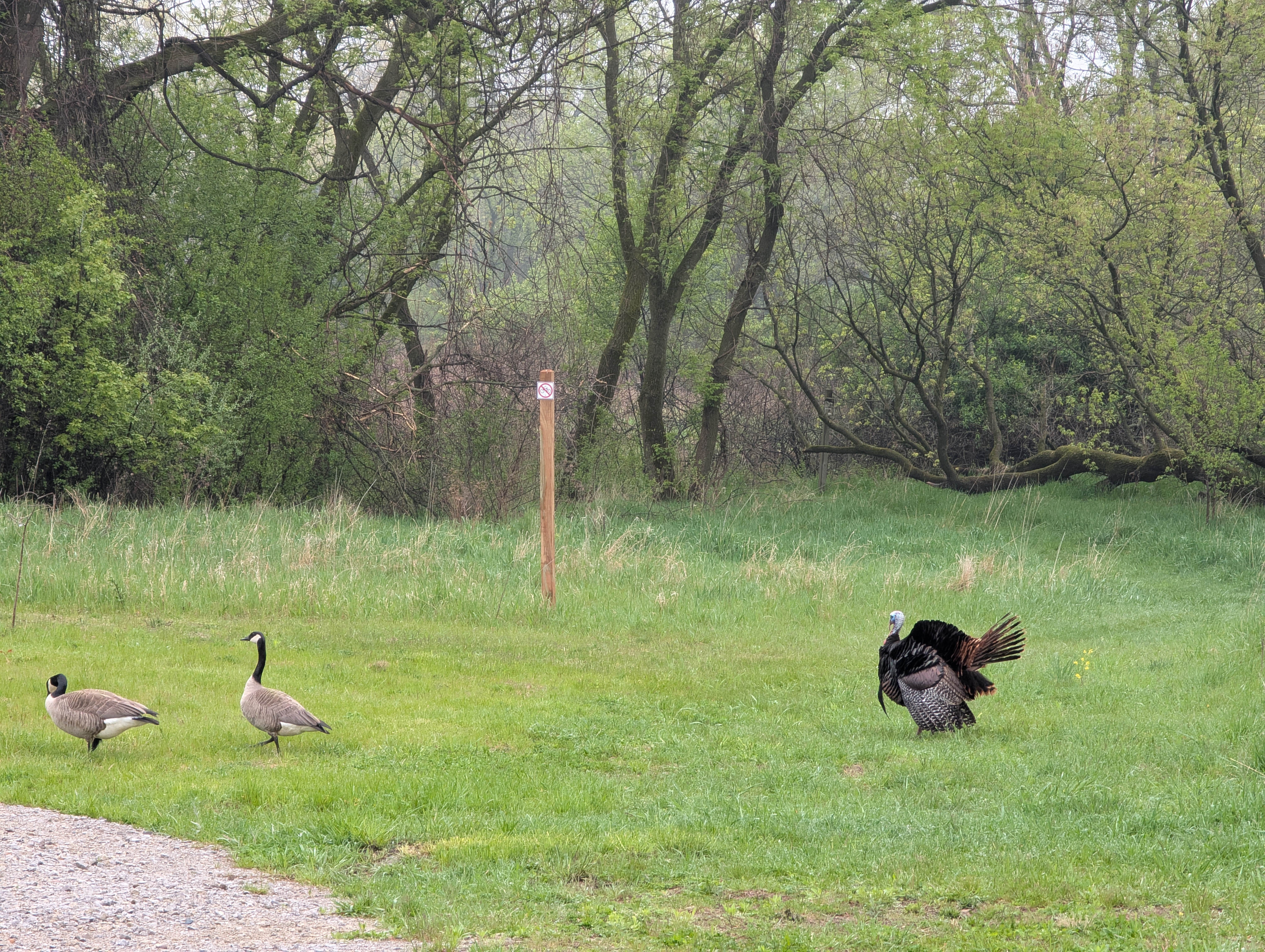Camper submitted image from Highland State Recreation Area — Highland Recreation Area - 5