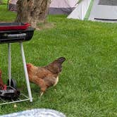 Review photo of Highway 250 Campground by Brandon C., August 17, 2026