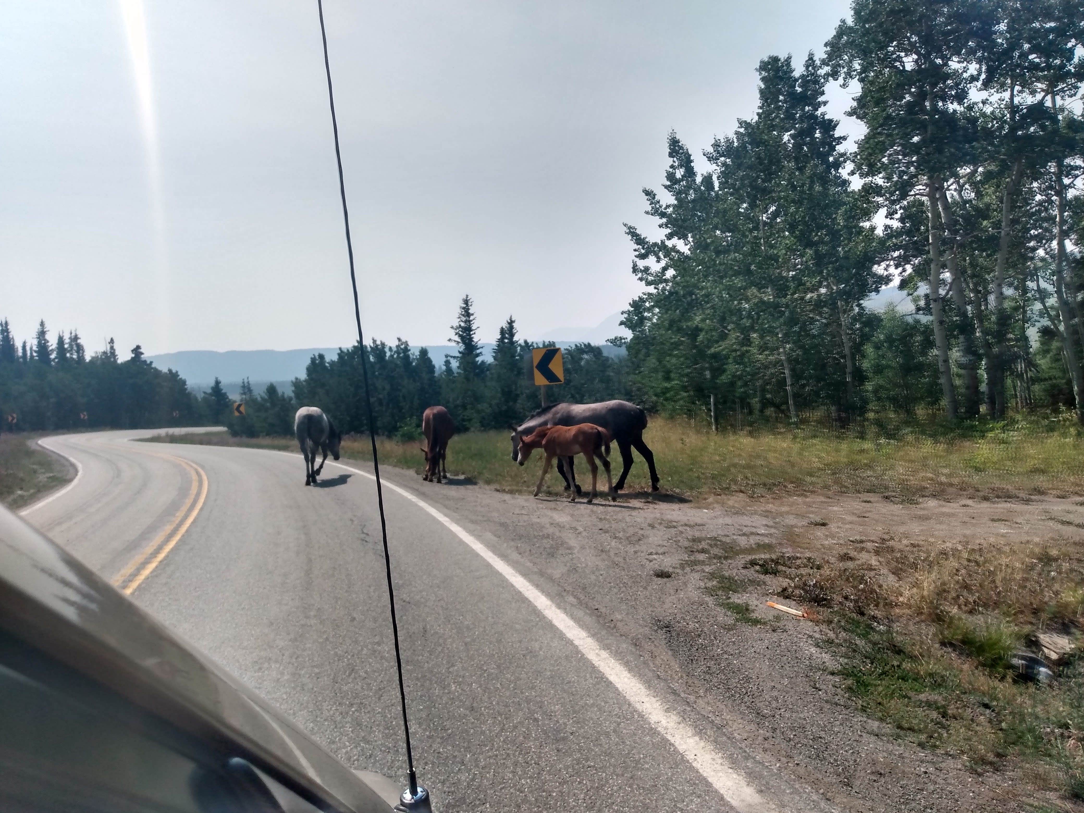 Camper submitted image from Highway 89 East Glacier Dispersed - 5