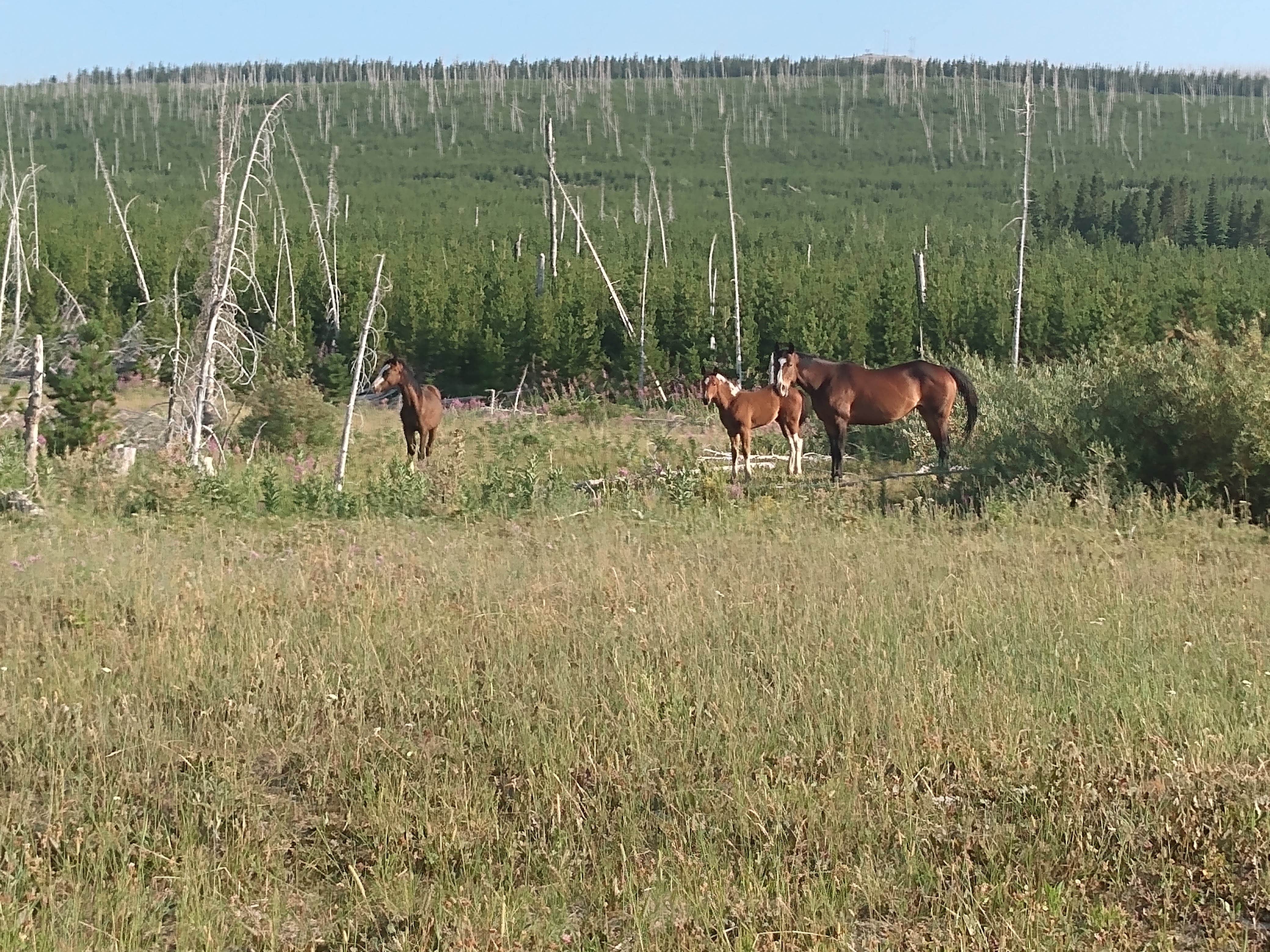 Camper-submitted photo at Highway 89 East Glacier Dispersed near Heart Butte, MT
