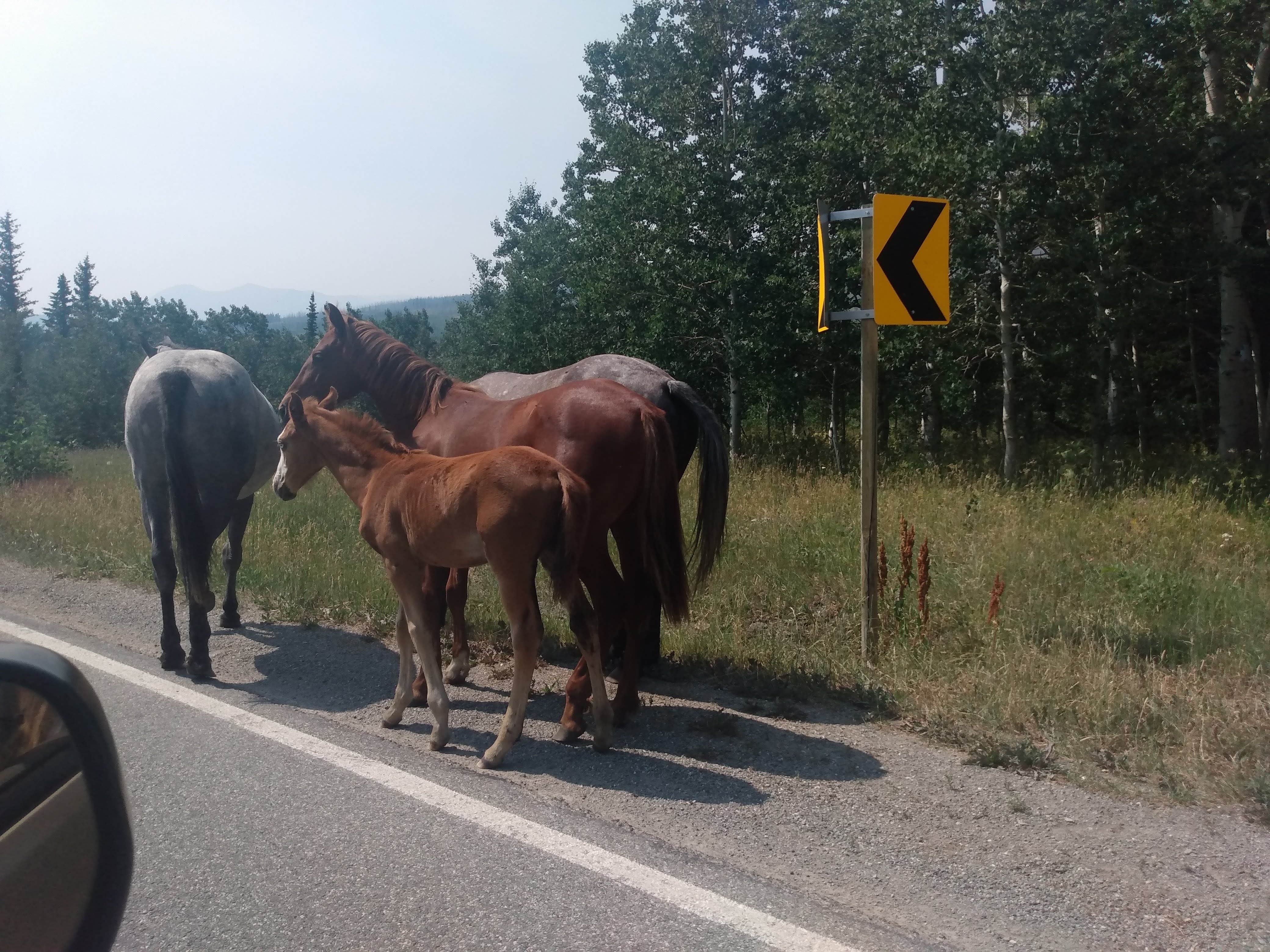 Camper submitted image from Highway 89 East Glacier Dispersed - 3