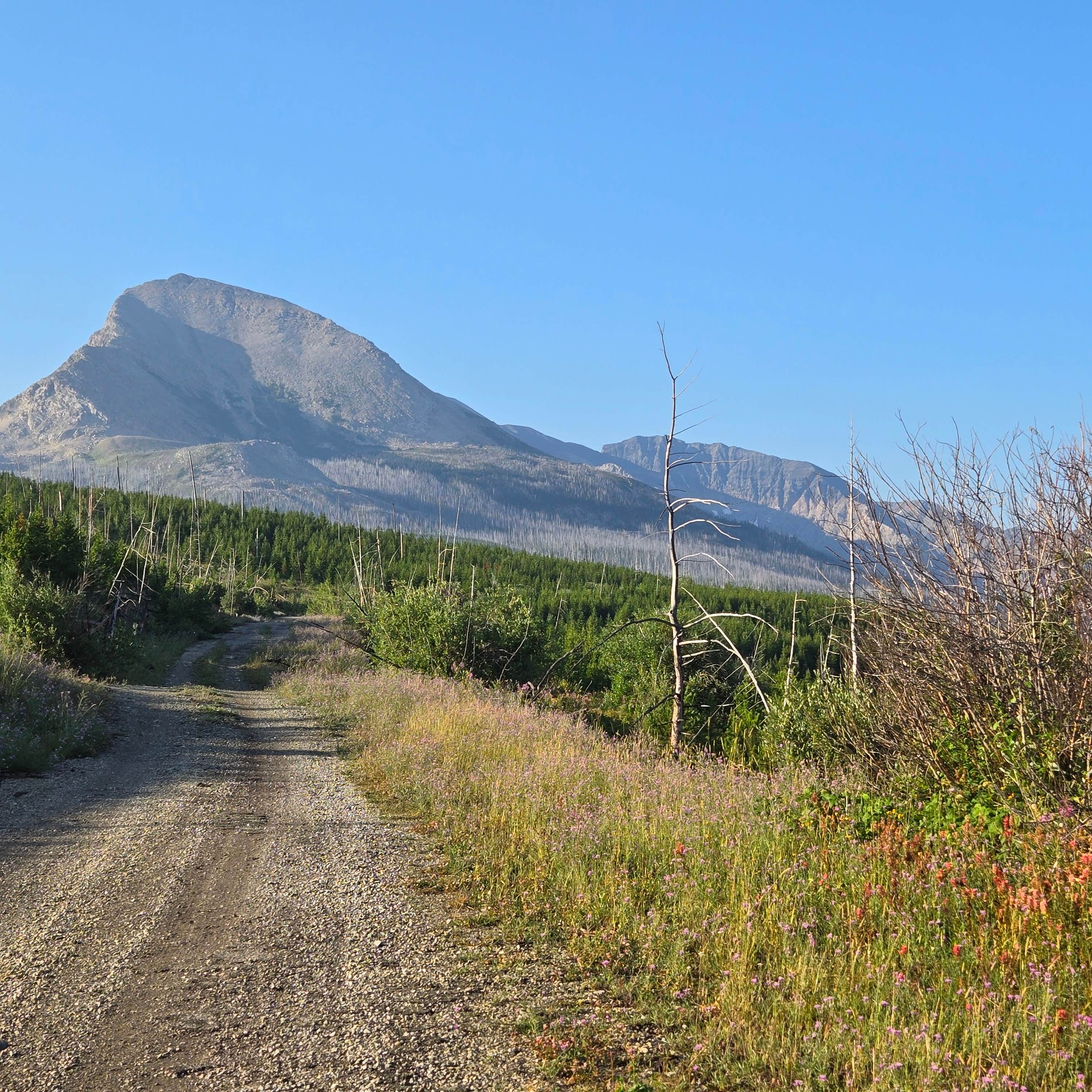 Highway 89 East Glacier Dispersed Camping | Siyeh Bend, Montana