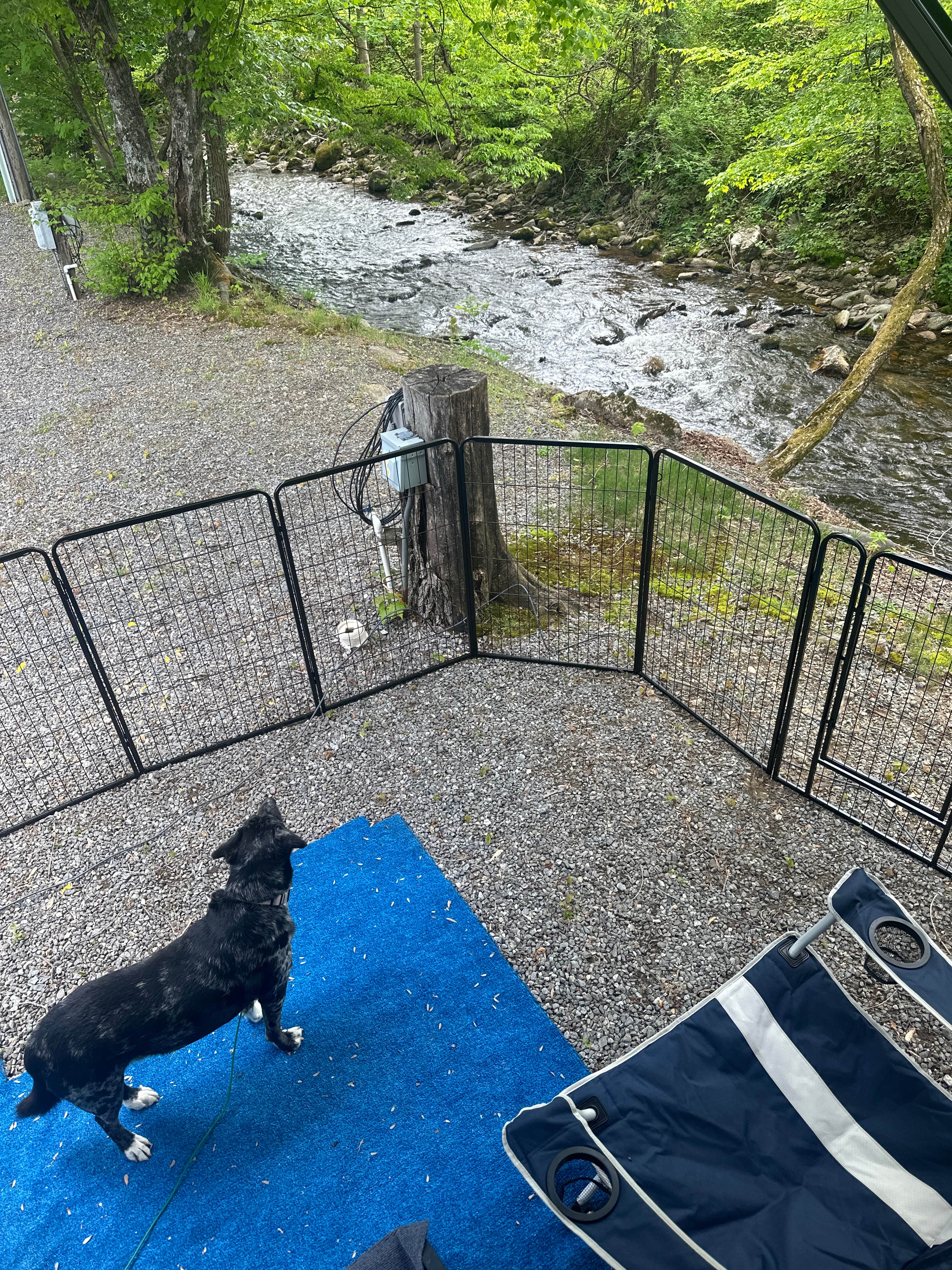 Jason D.'s photo of camping with pets at Hillbilly Campground near Maggie Valley, NC