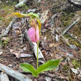Review photo of Great Meadow Campground by Cynthia M., September 13, 2026