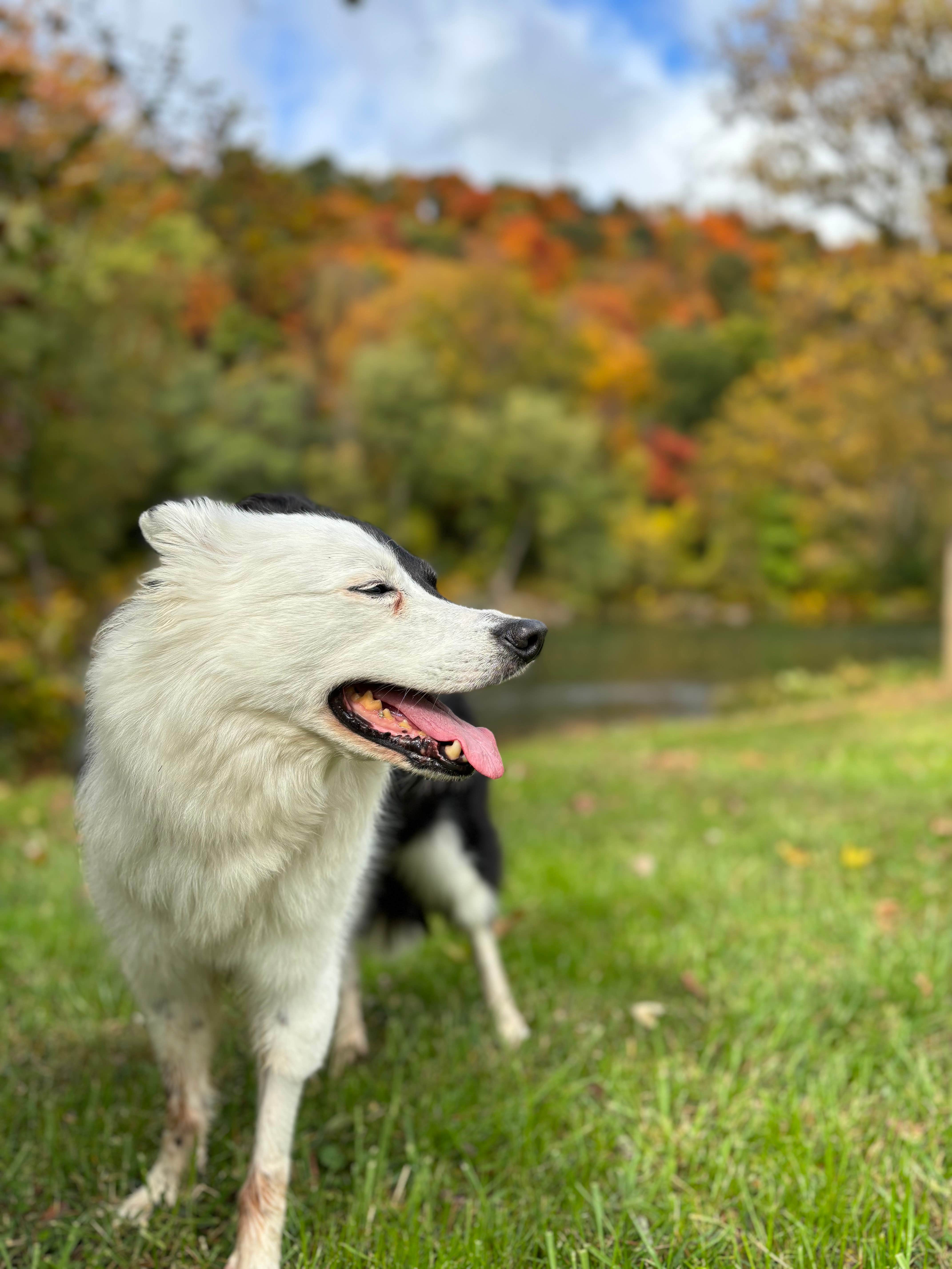 Jacob W.'s photo of camping with pets at CUMBERLAND MD. CAMPGROUNDS. 1 & 2 near Frostburg, MD